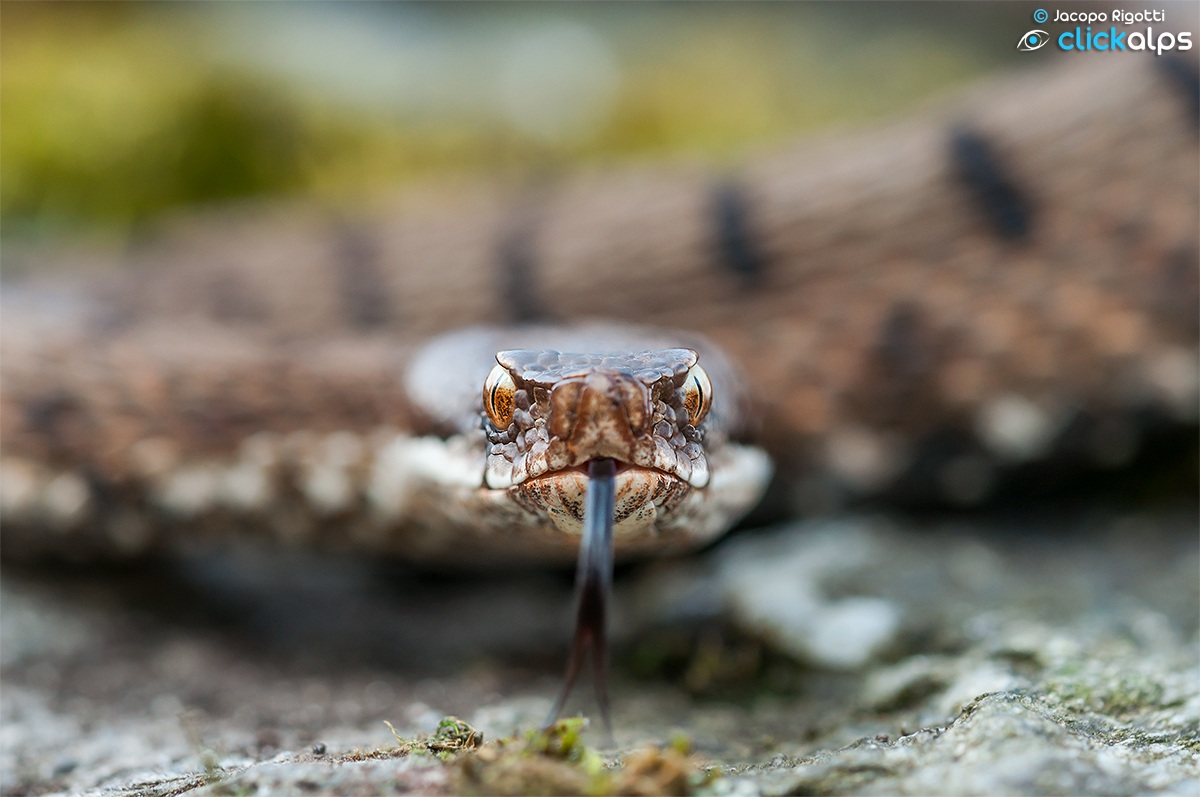 magnetic eyes | Viper aspis