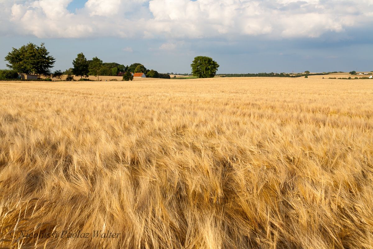 Giallo ocra (Sjaelland occidentale)