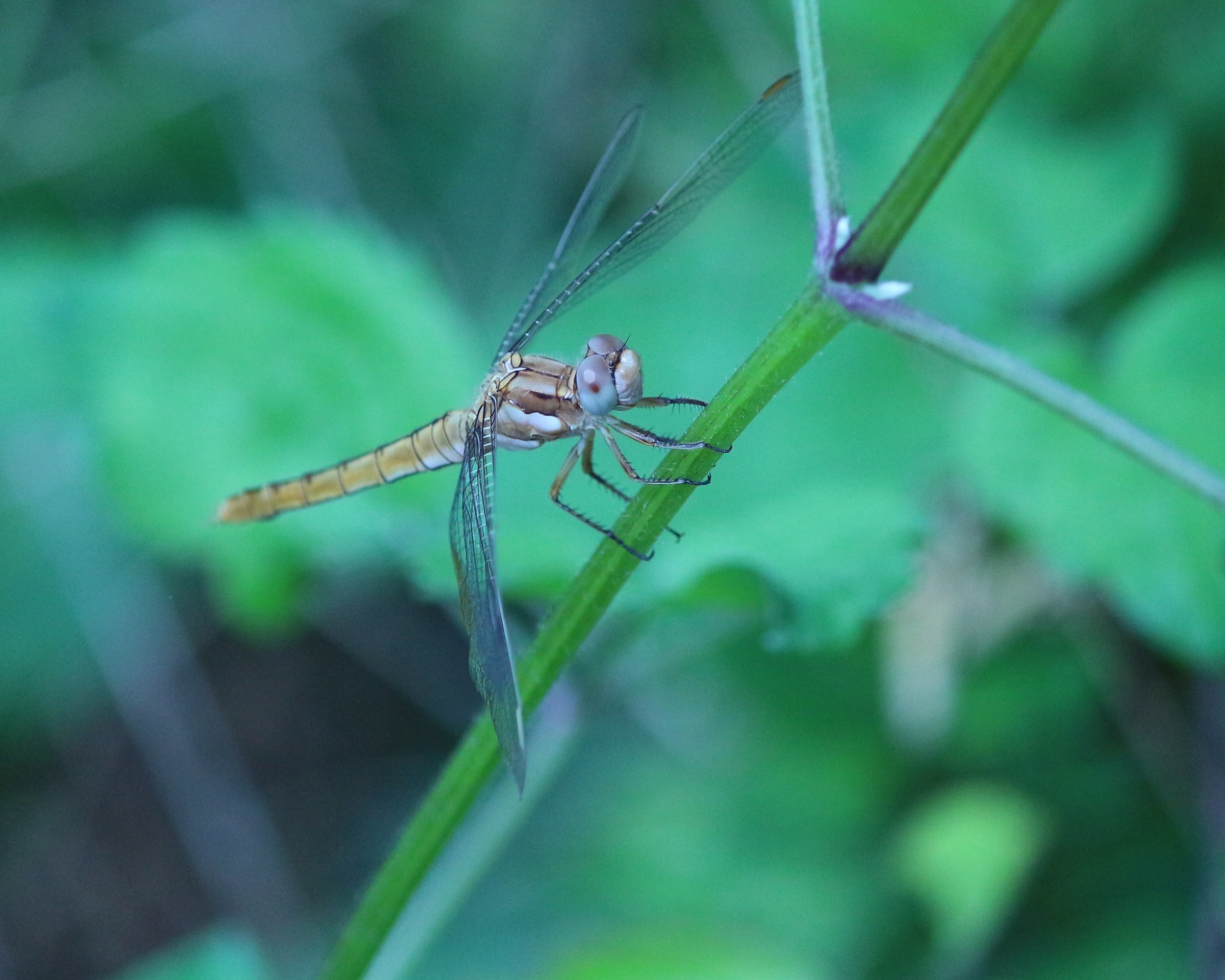 female Orthetrum brunneum