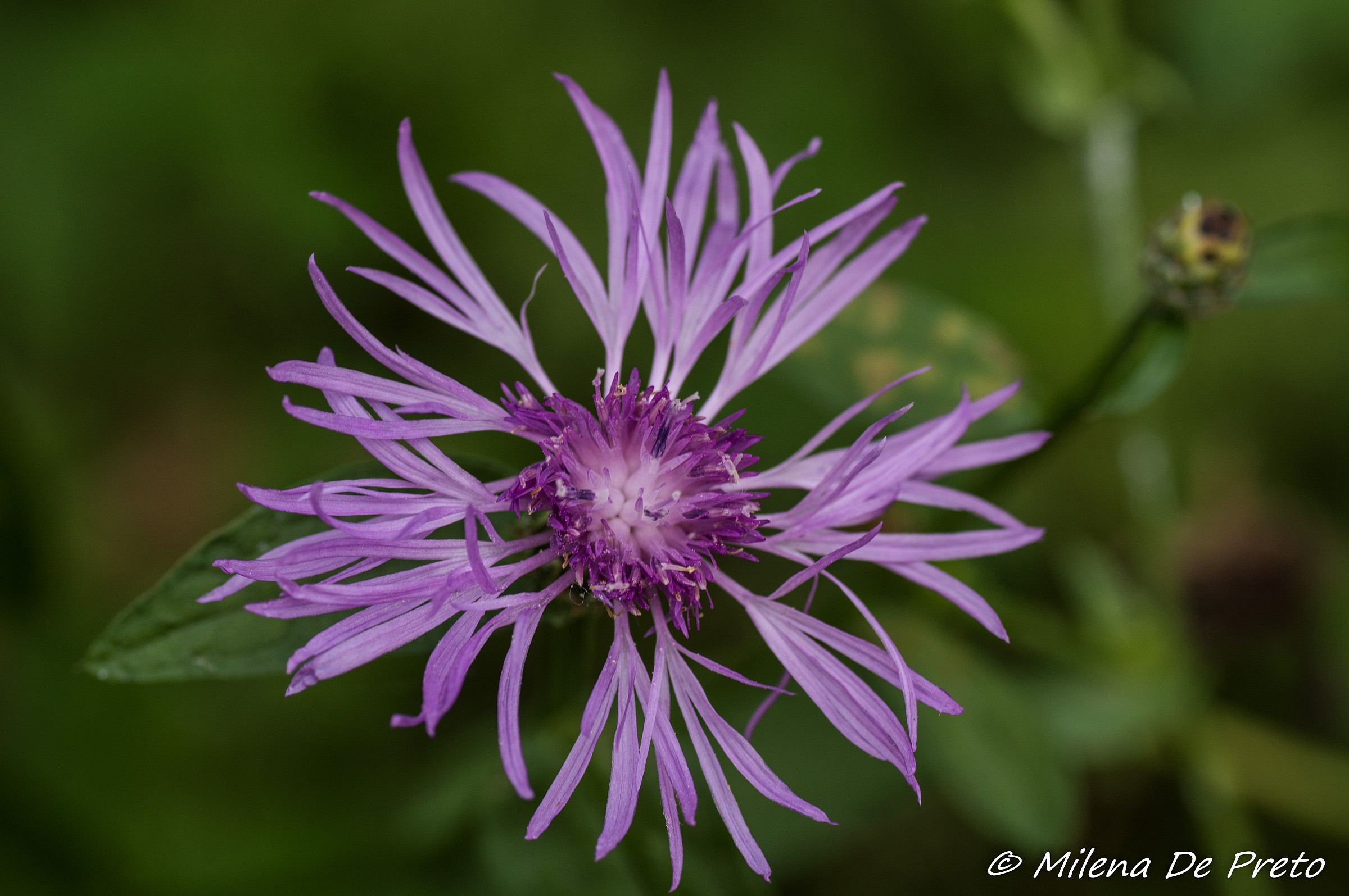 Wild cornflower