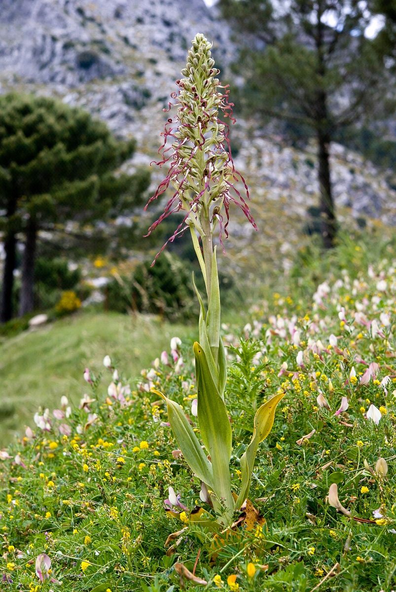 Himantoglossum hircinum
