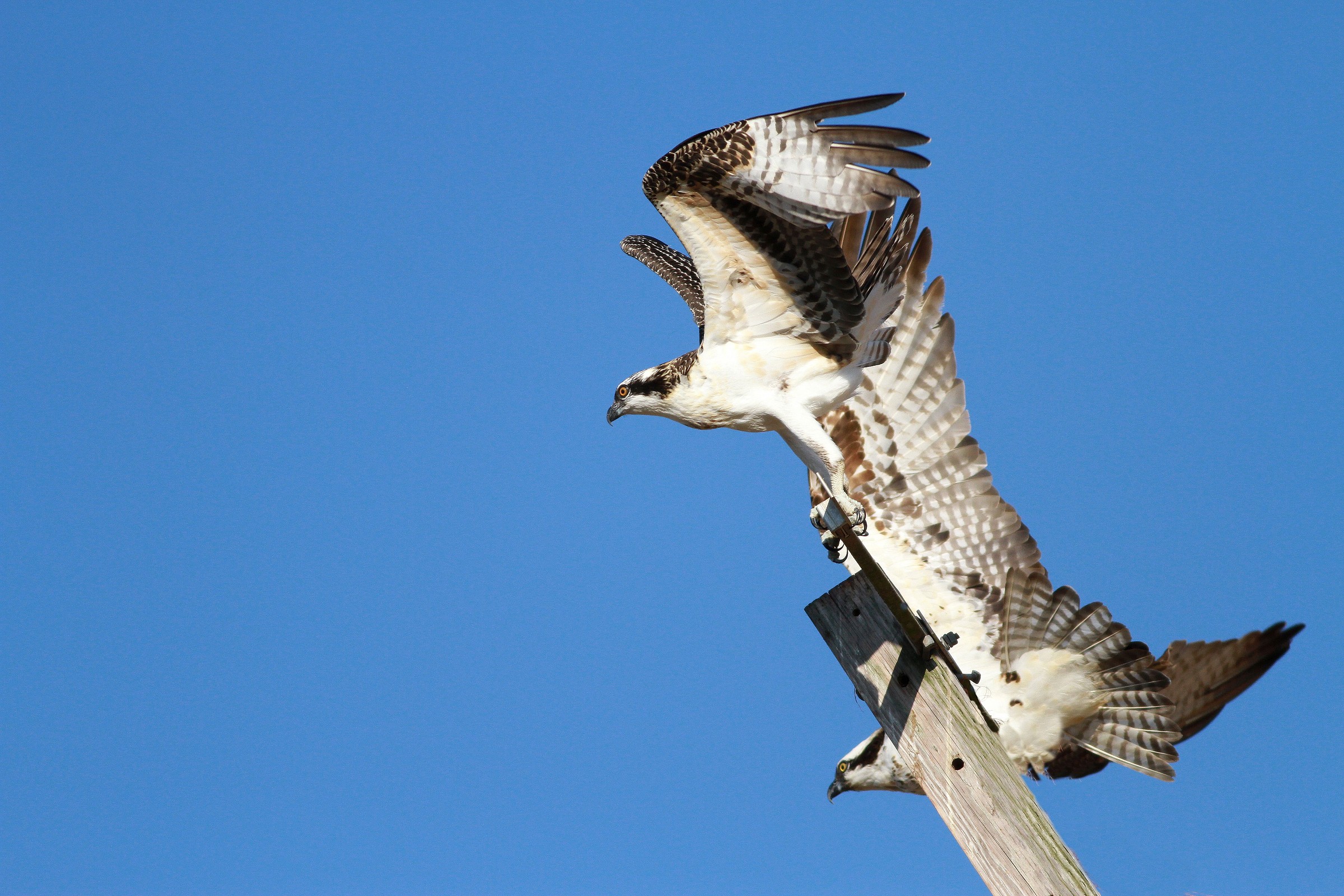 Like Mother Like Daughter
