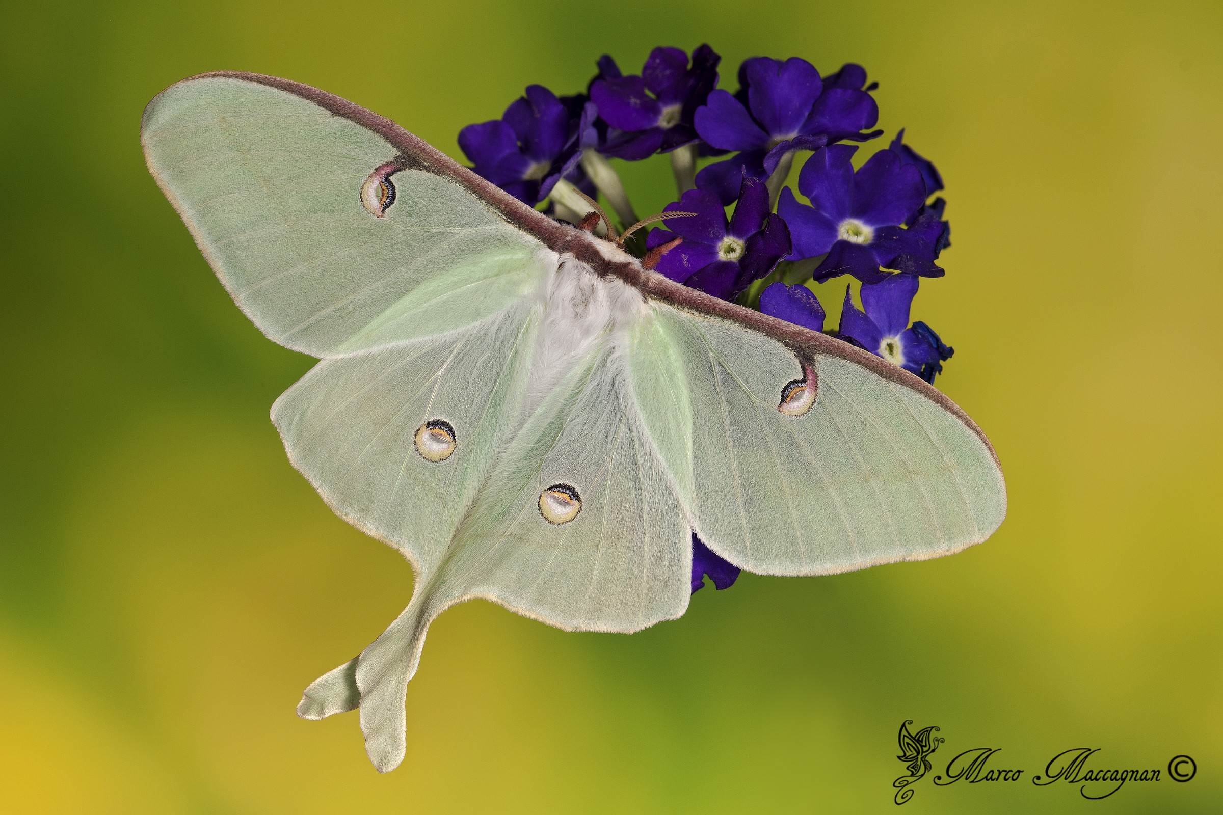Luna Moth