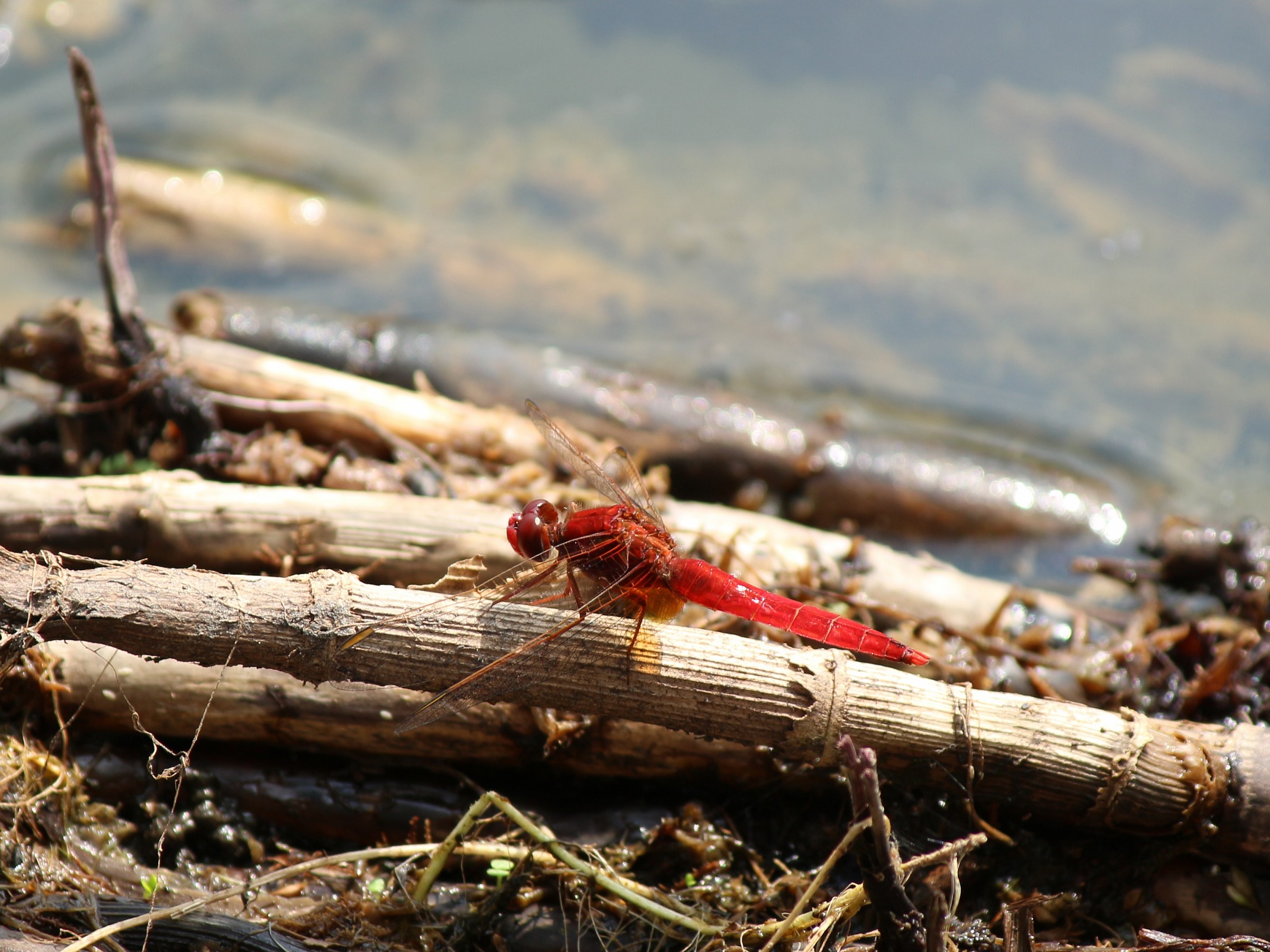 Sympetrum sanguineum Muller