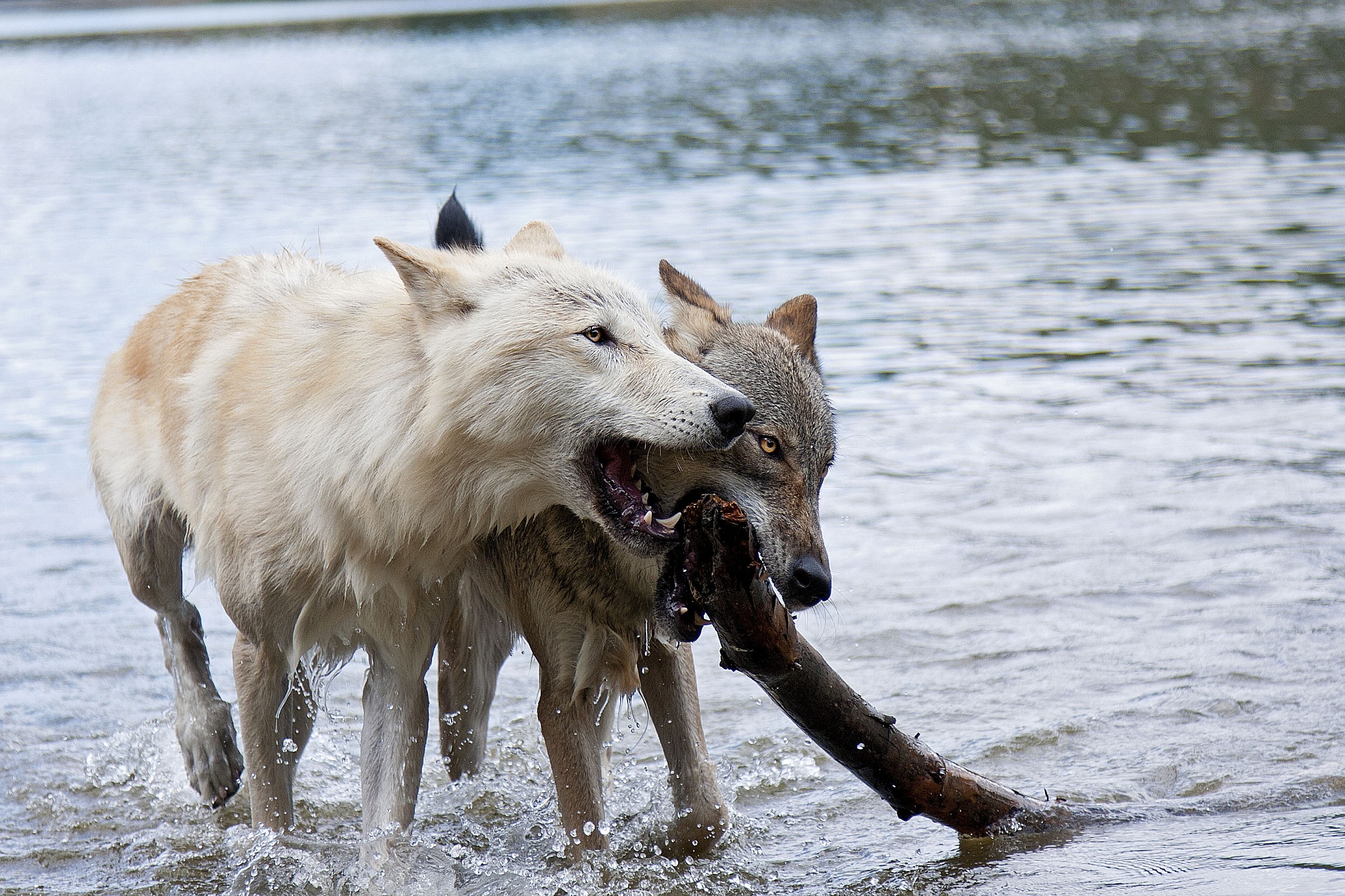 playing together ...