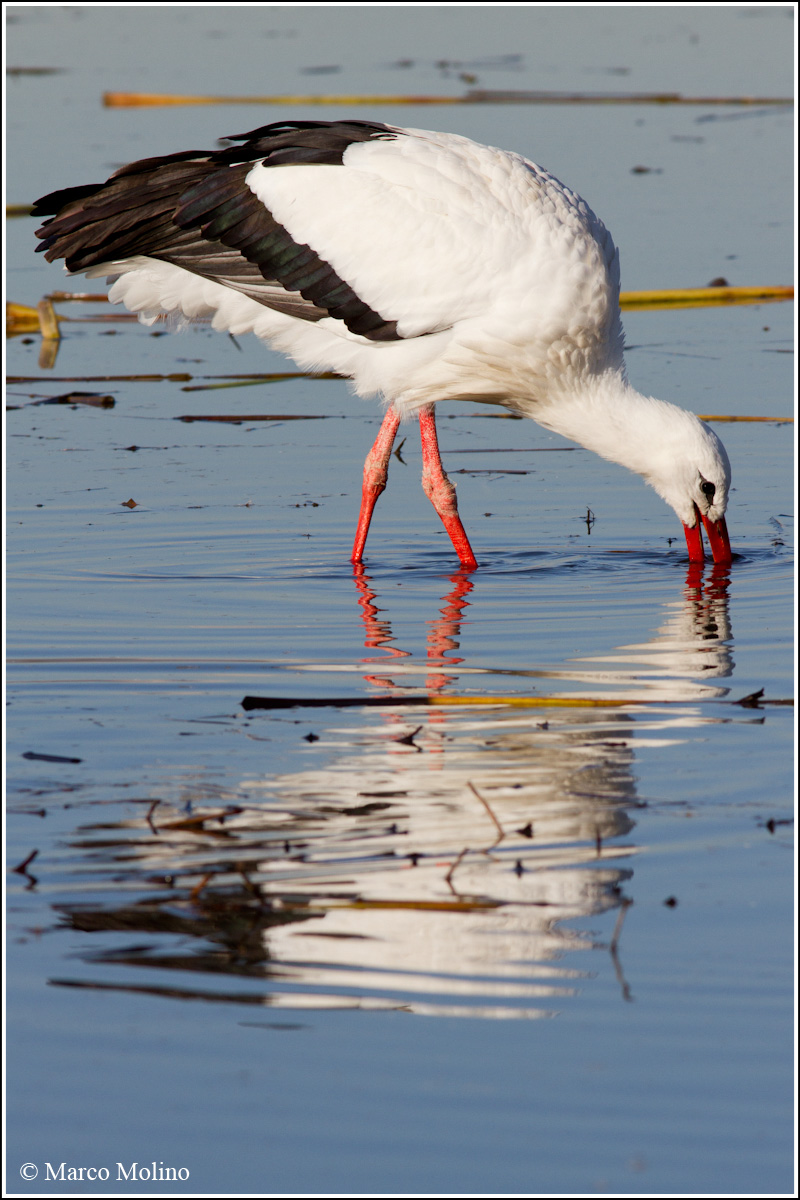 Ciconia ciconia - Cicogna bianca