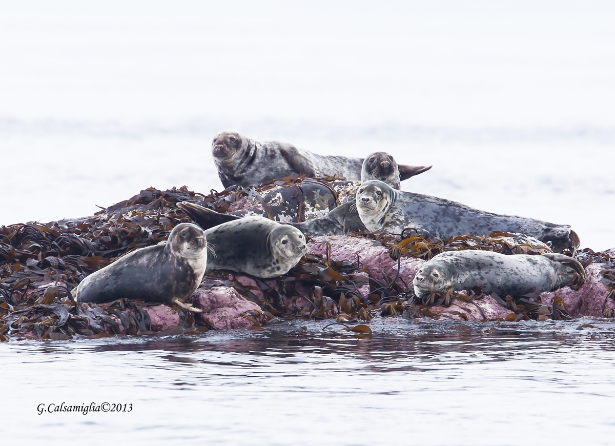 Gruppo di foche