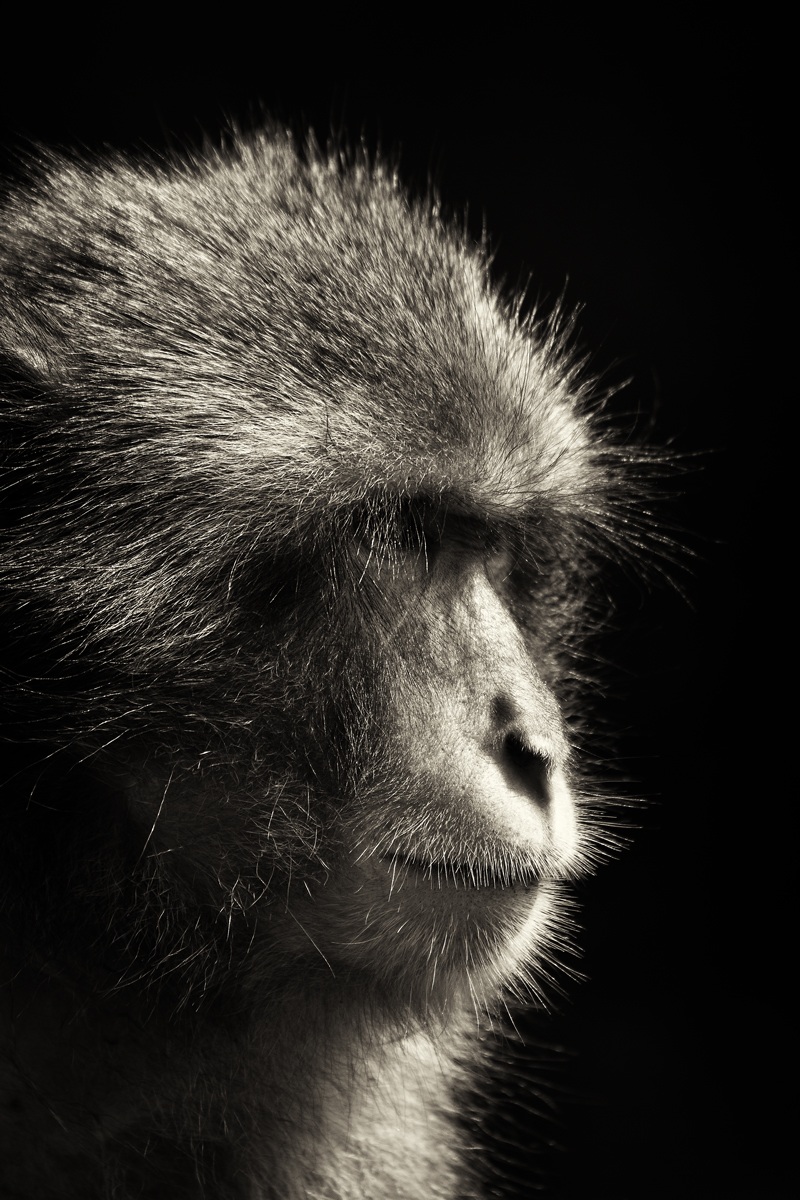 portrait-Japanese macaque