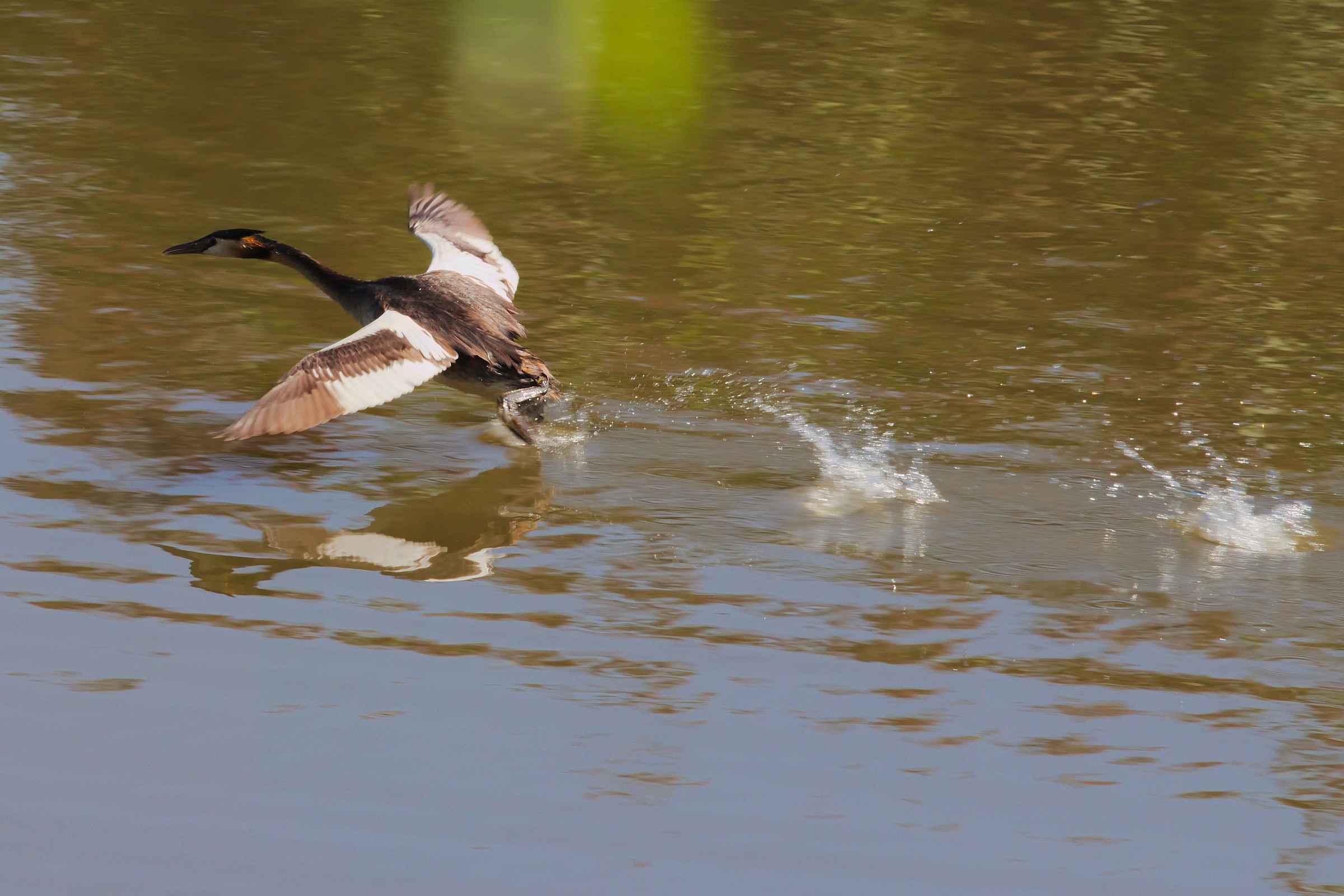 La partenza dello Svasso
