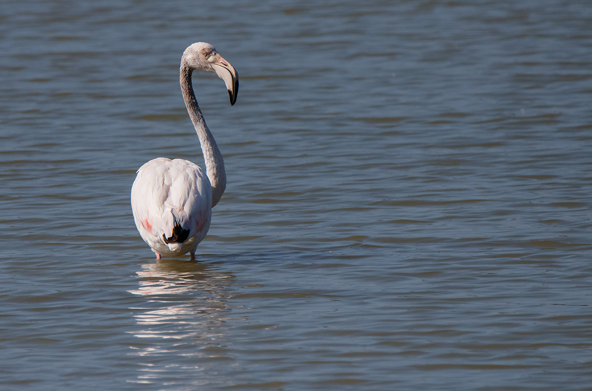 Flamingo in Tamron