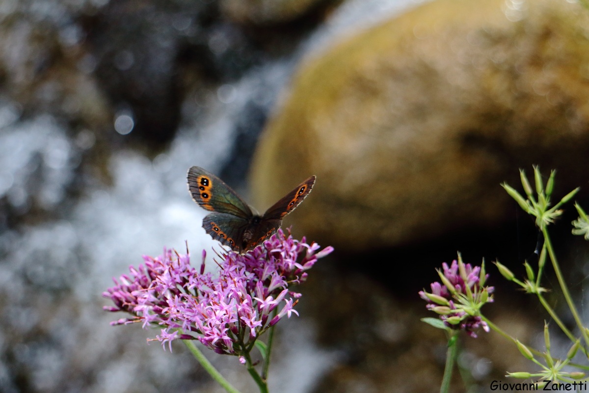 Farfalla sull'acqua 3