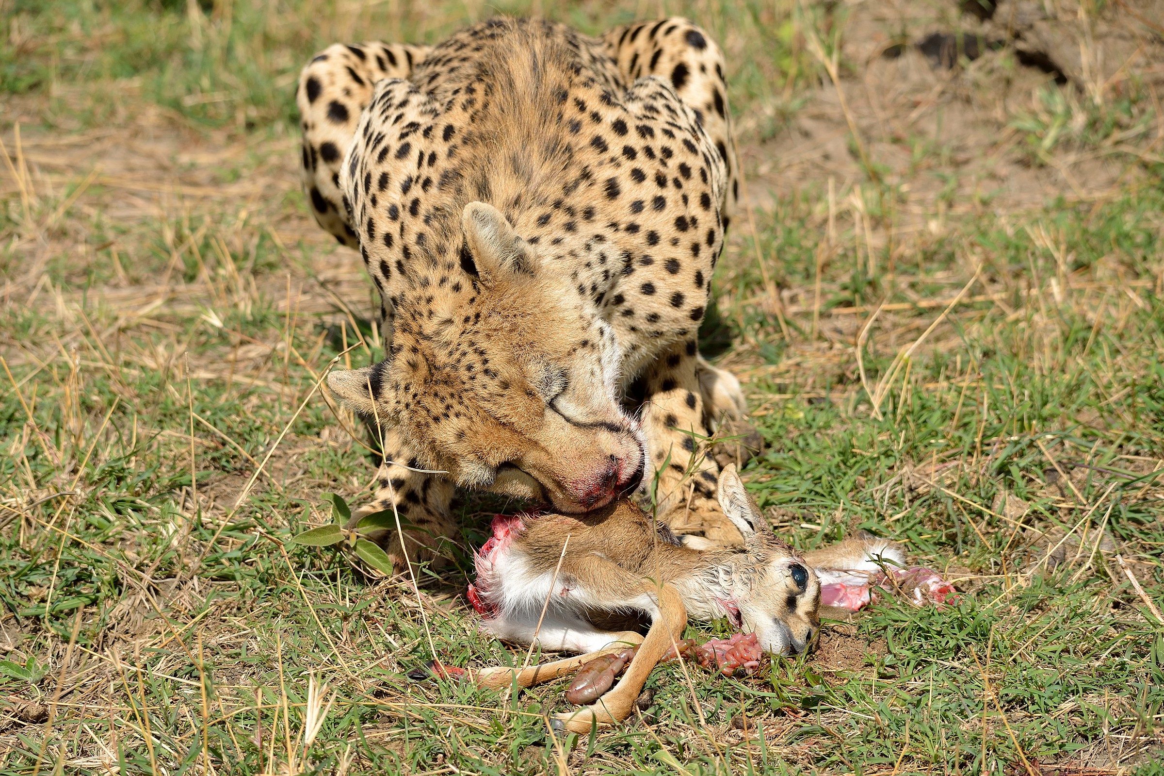 Ghepardo con preda