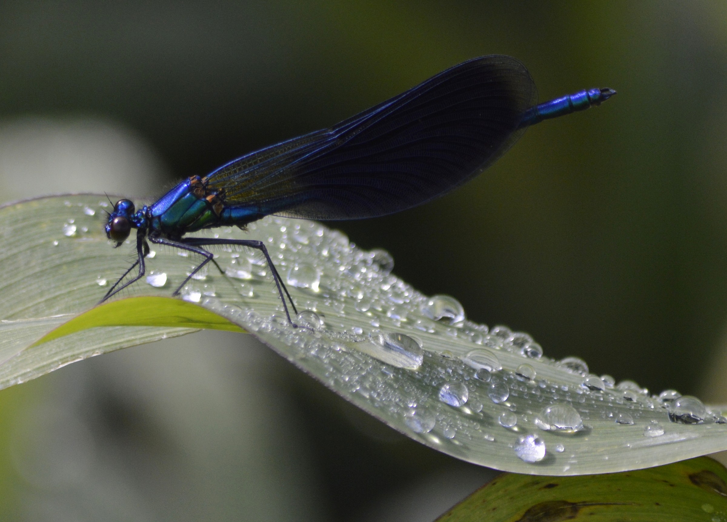 damigella e diamanti