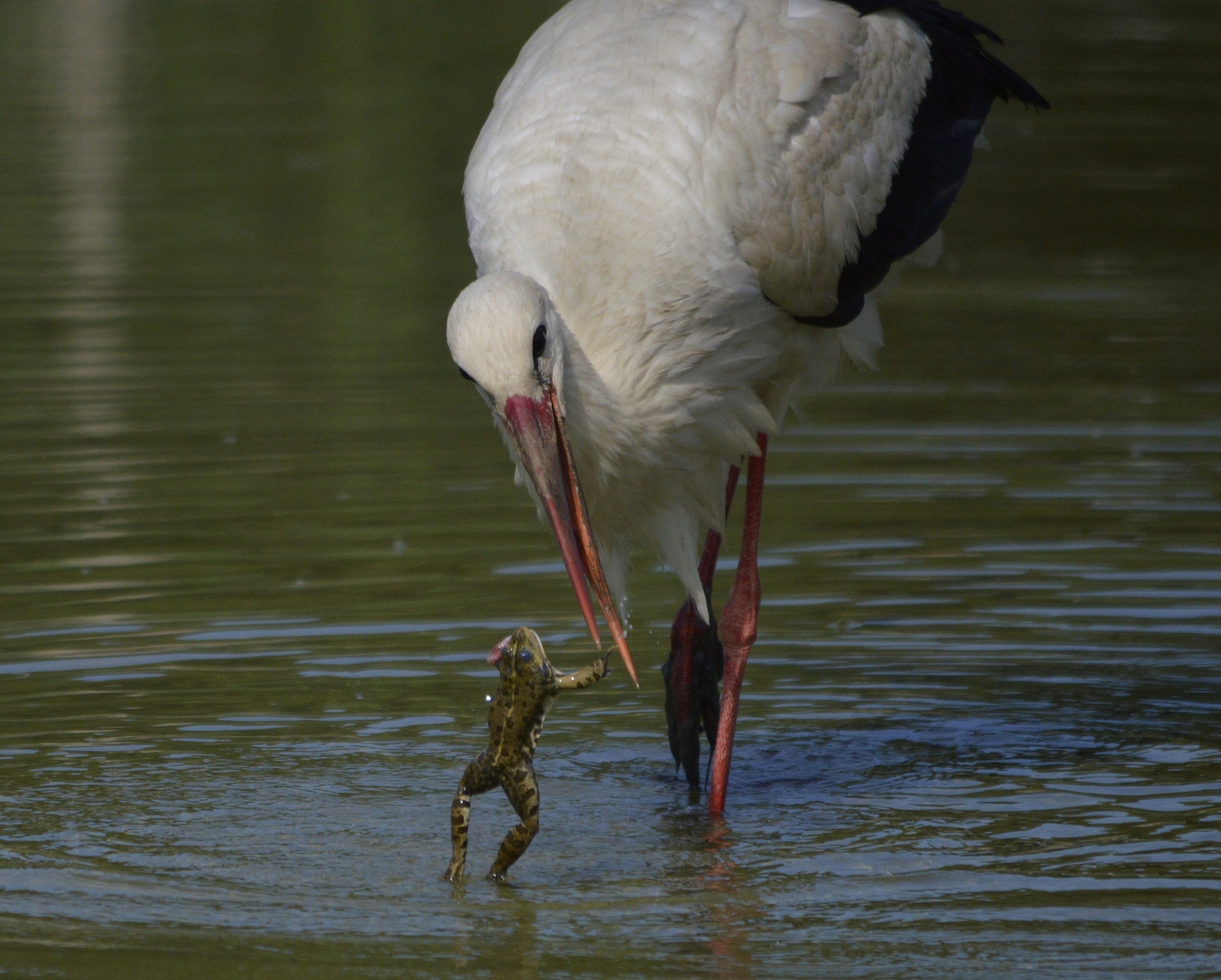 la cicogna e la rana
