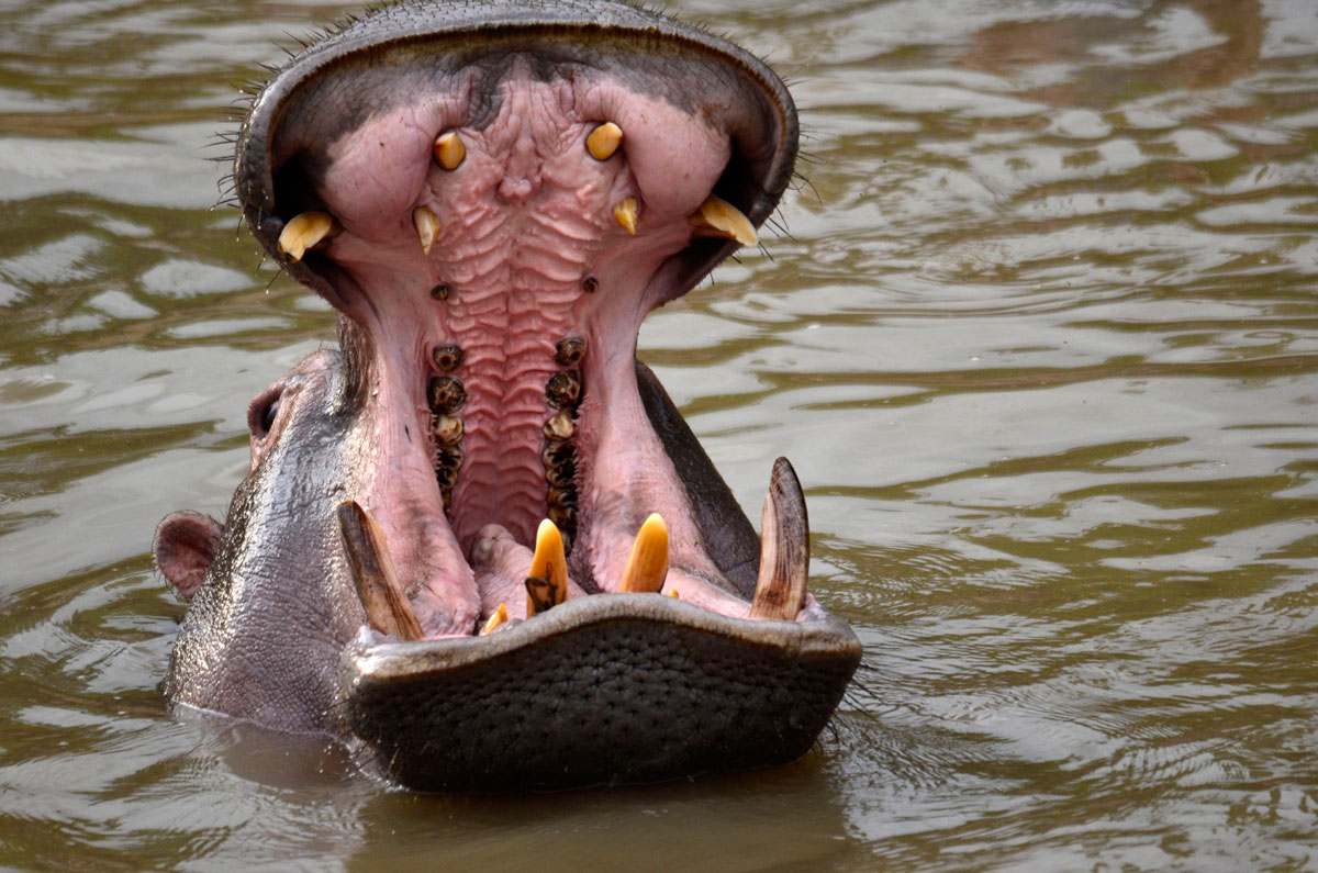 Ippo Mara River - Masai Mara - Kenya