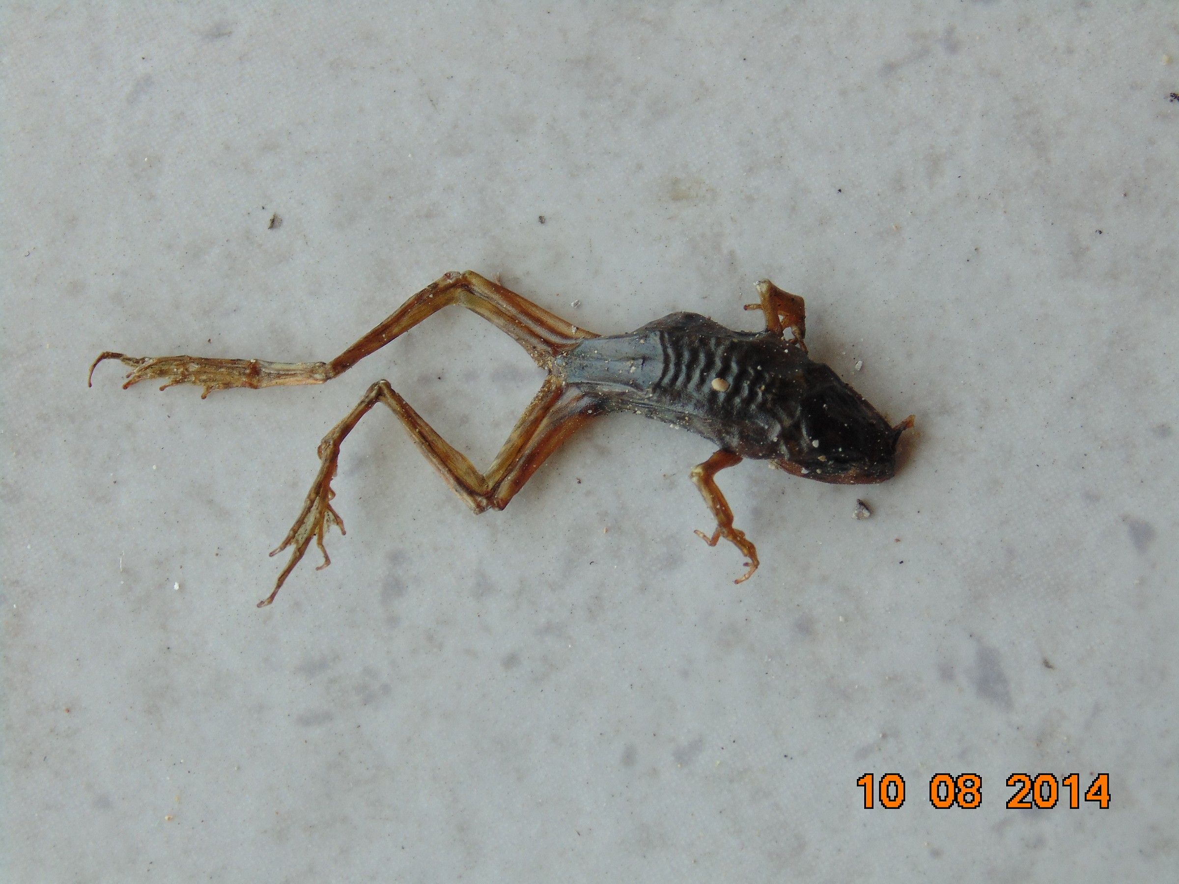 Reptile or amphibian