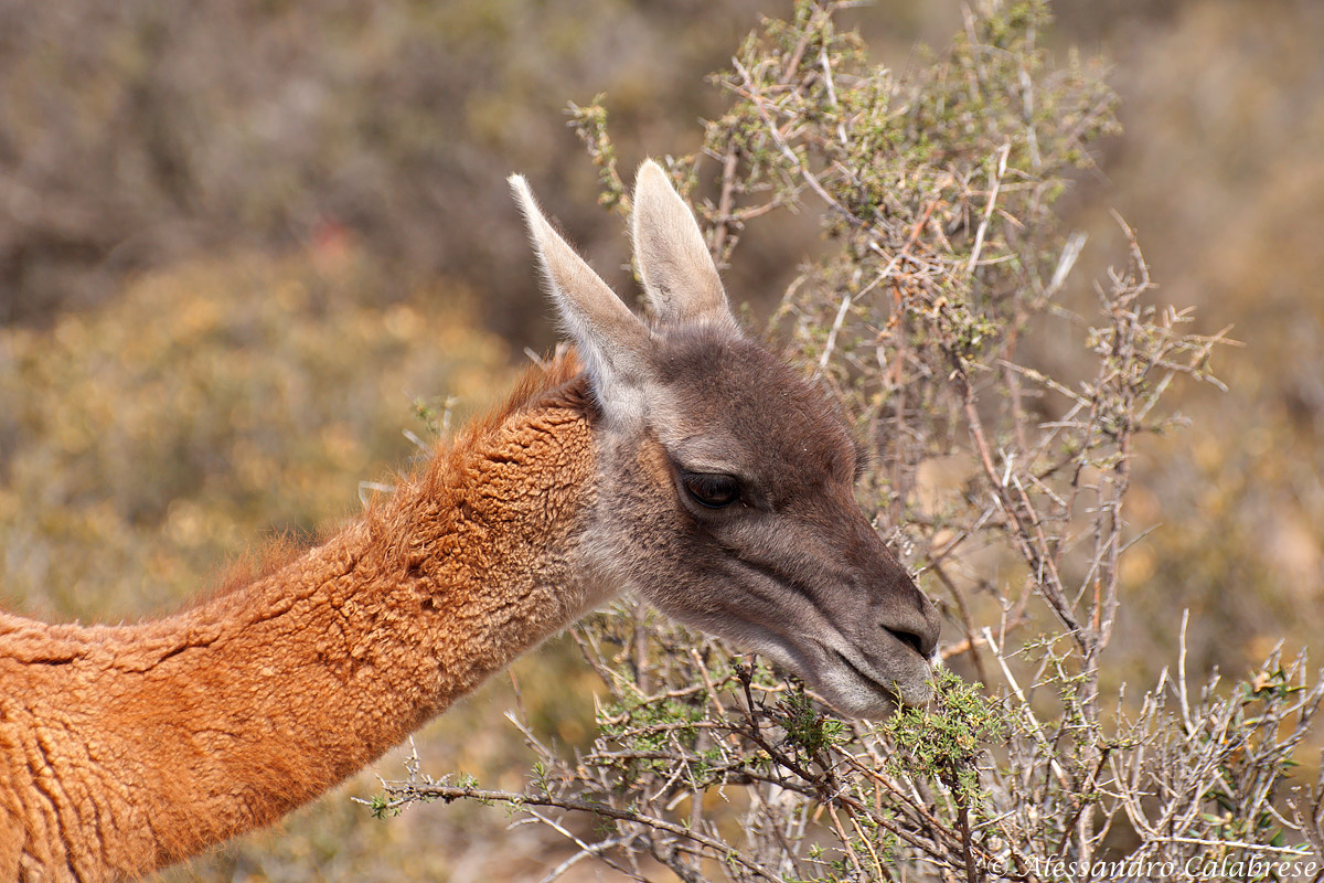 Guanaco