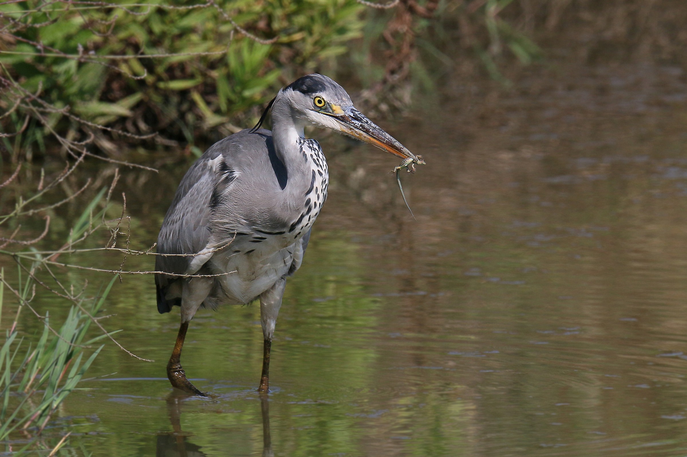 heron with prey