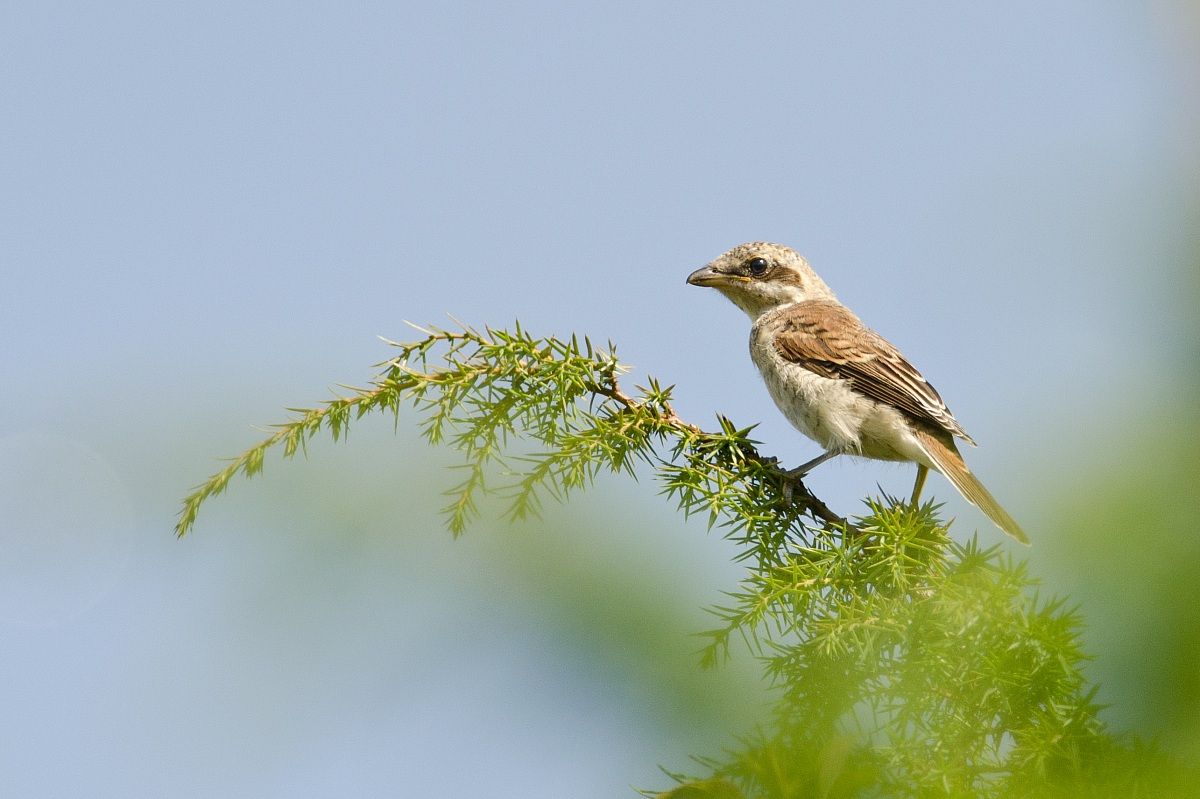 Juv Lesser Grey Shrike.