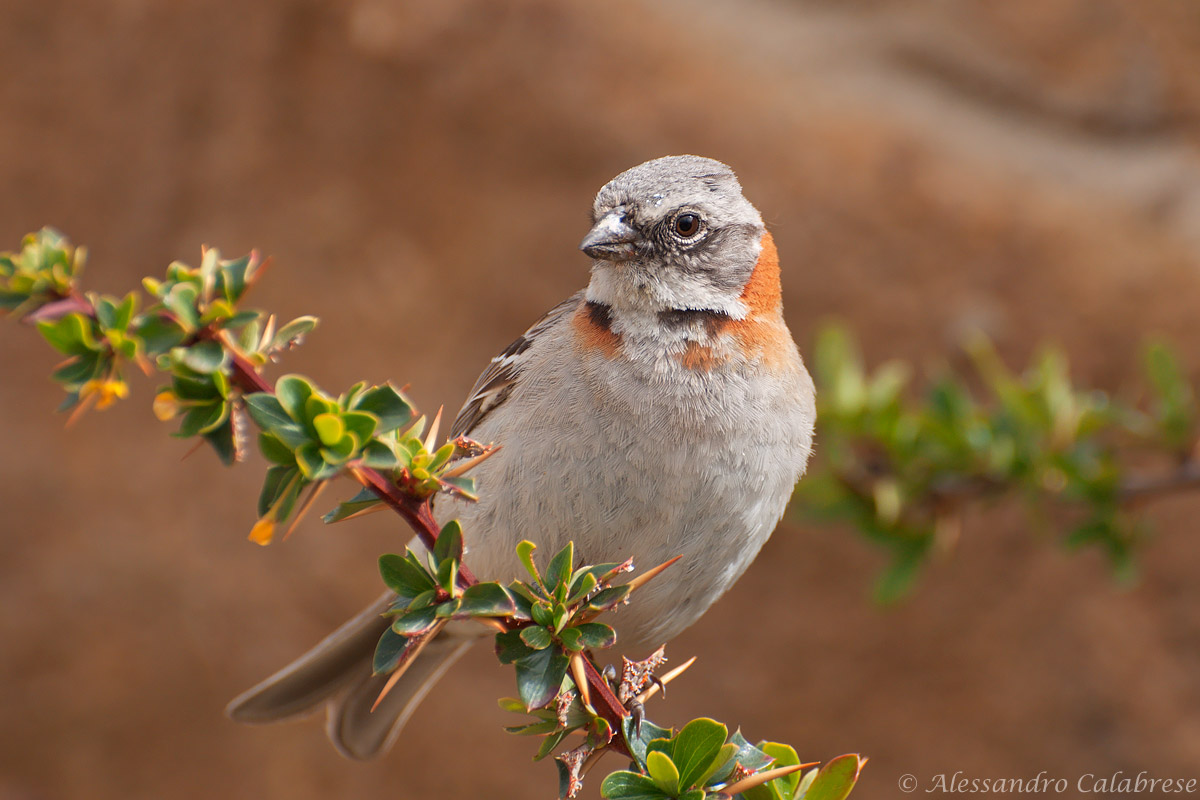 Passero dal collare rossiccio