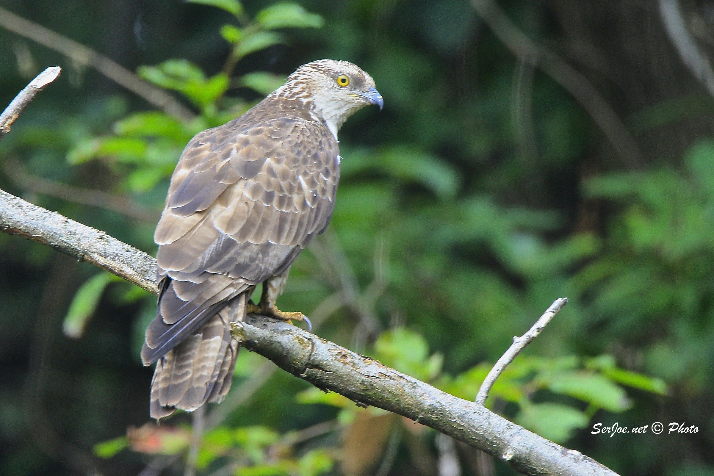 Buzzard