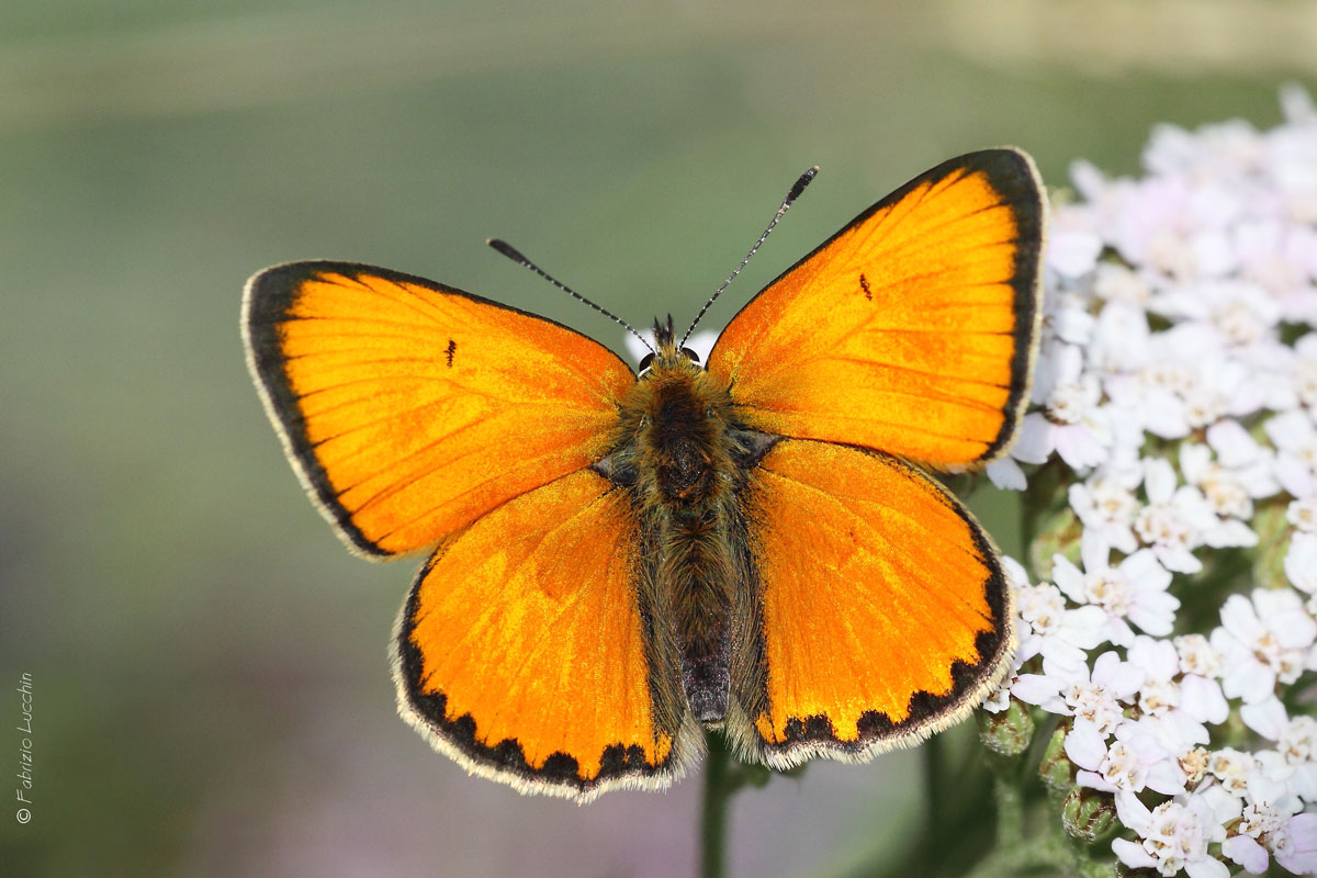 Lycaena Virgaureae (maschio)