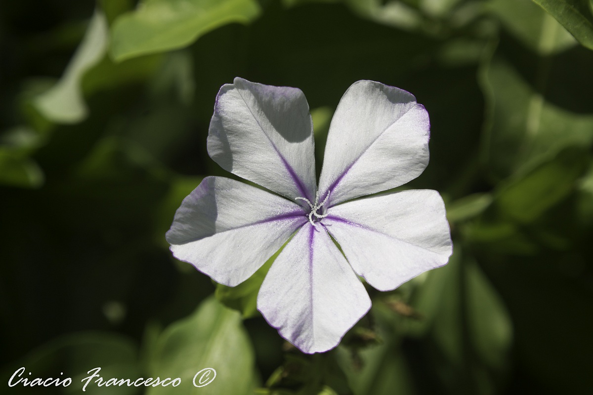 The star in a flower