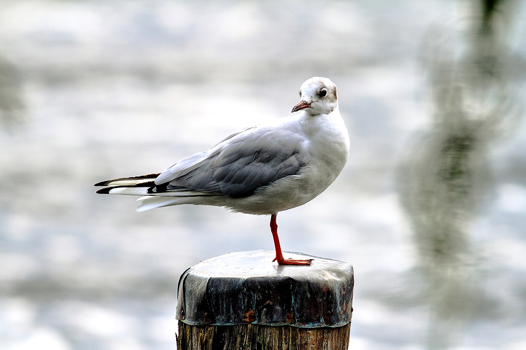Seagull Equilibrista