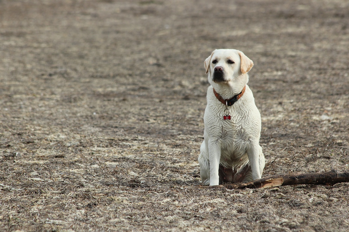 Labrador in Grado Pineta