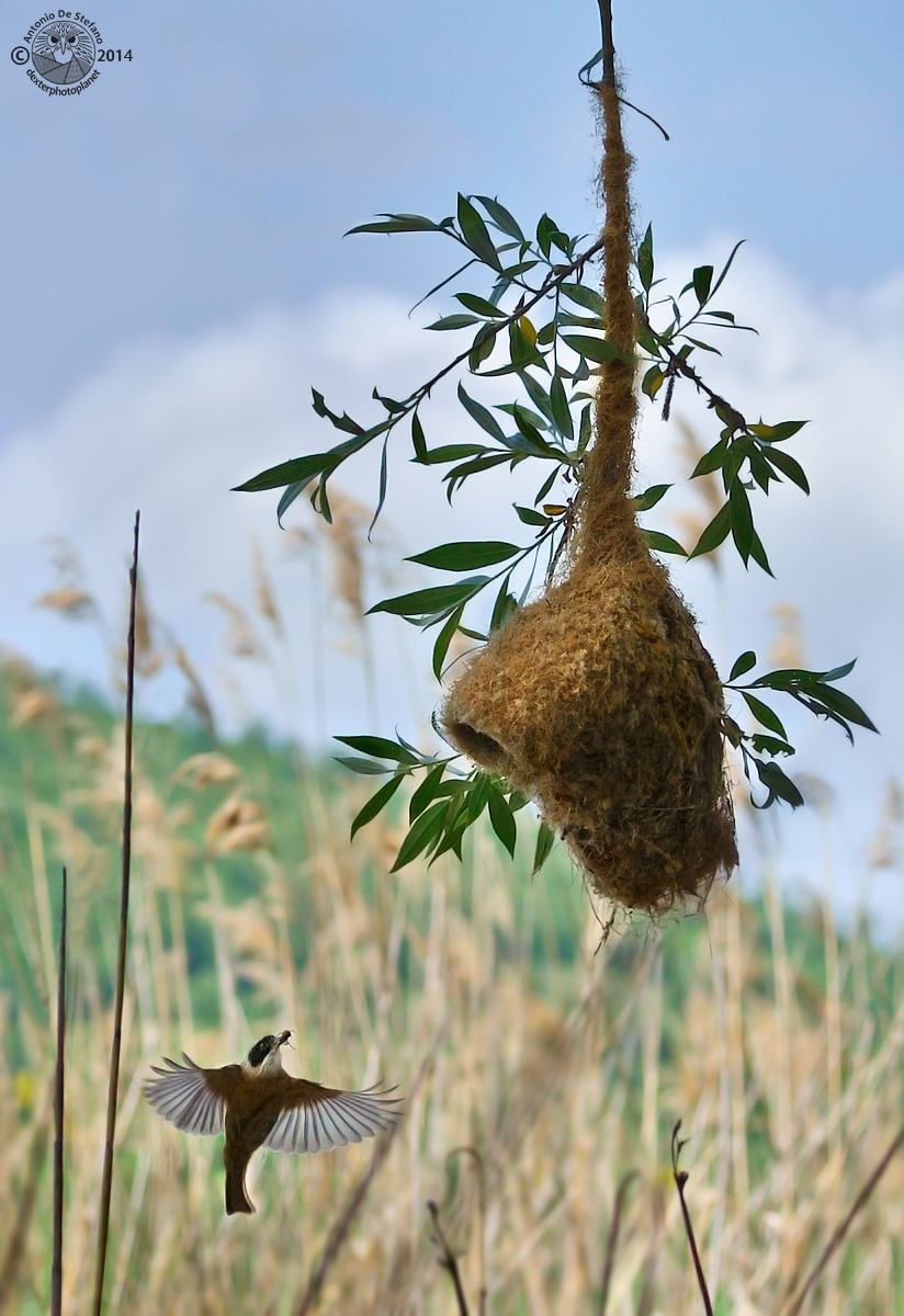 Il pendolino pendolare