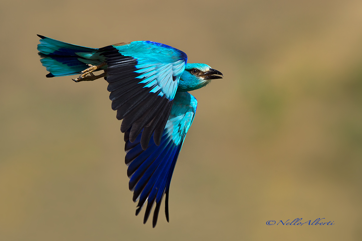 European Roller in flight
