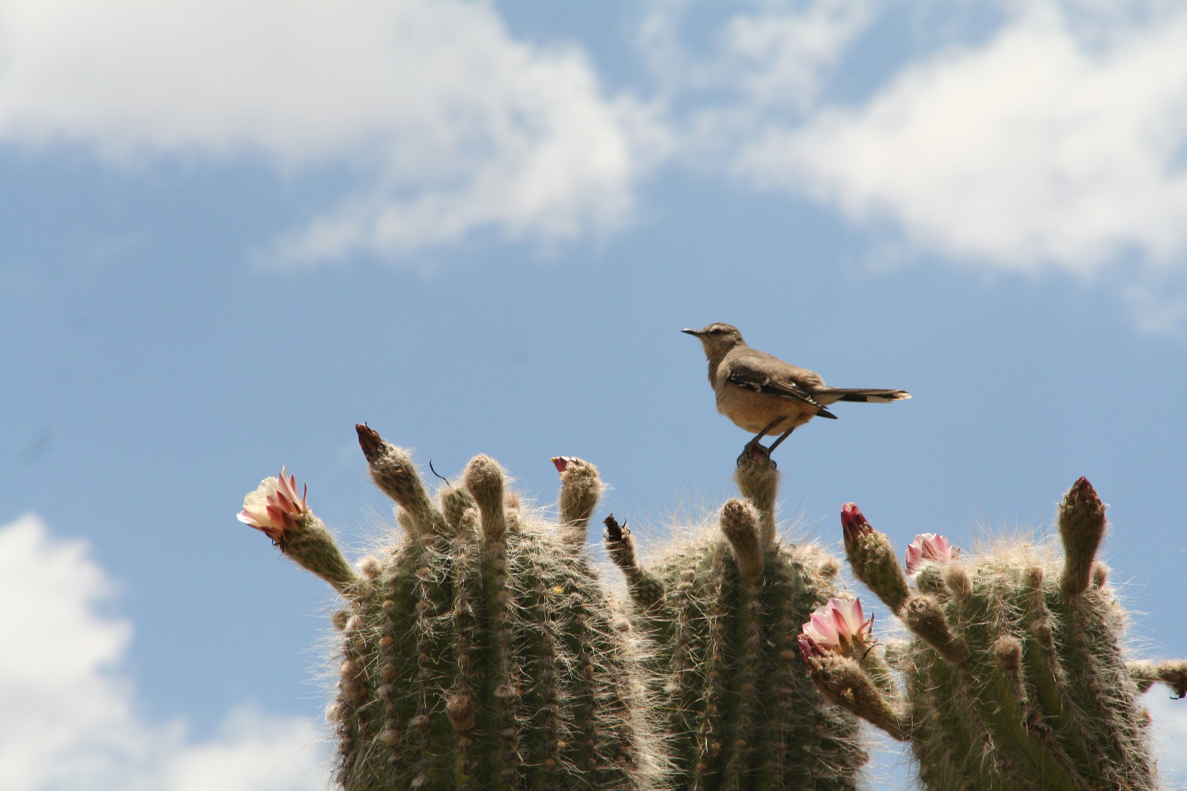 Argentina quilmes cactus