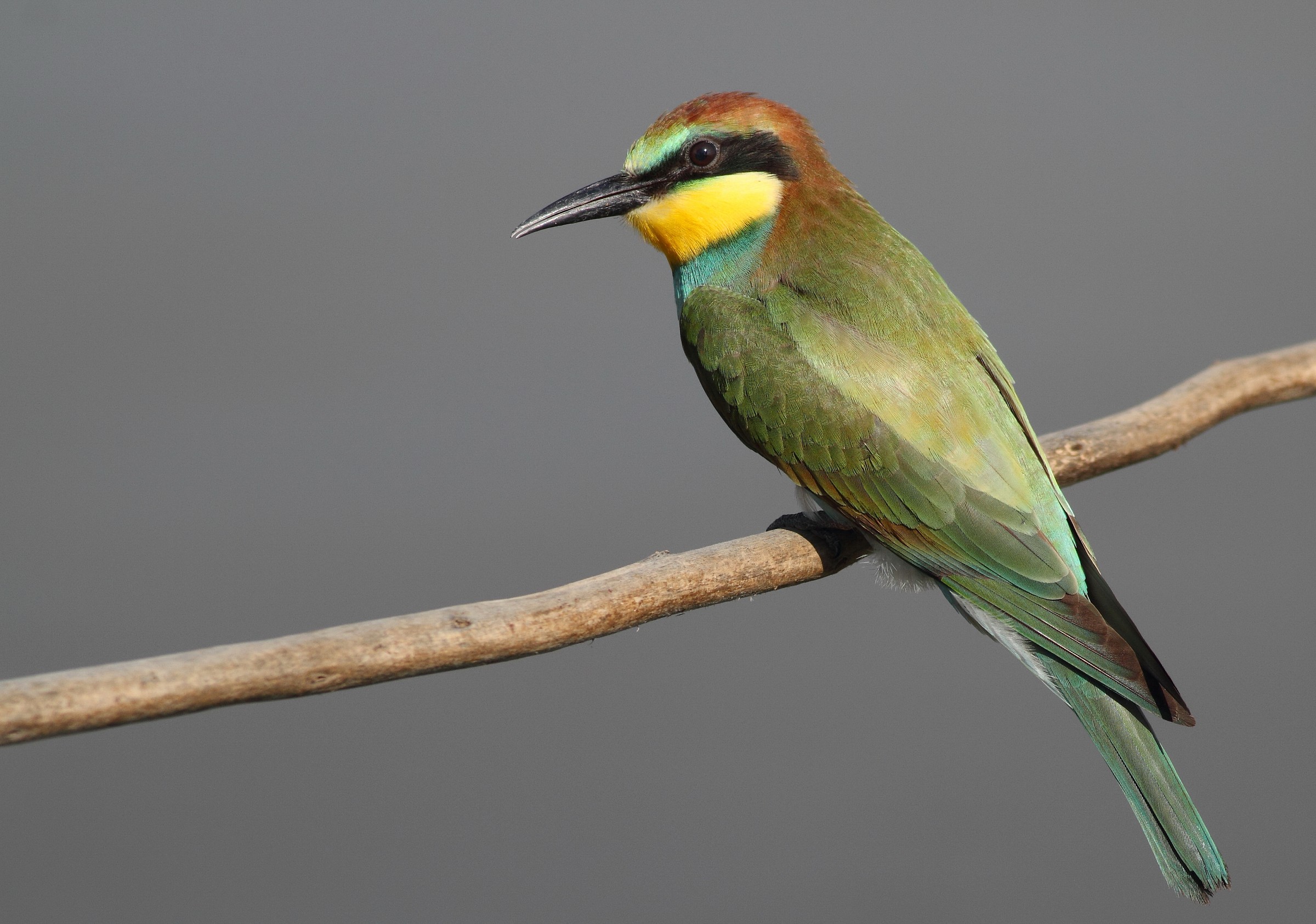 Europea gruccione (Merops apiaster)