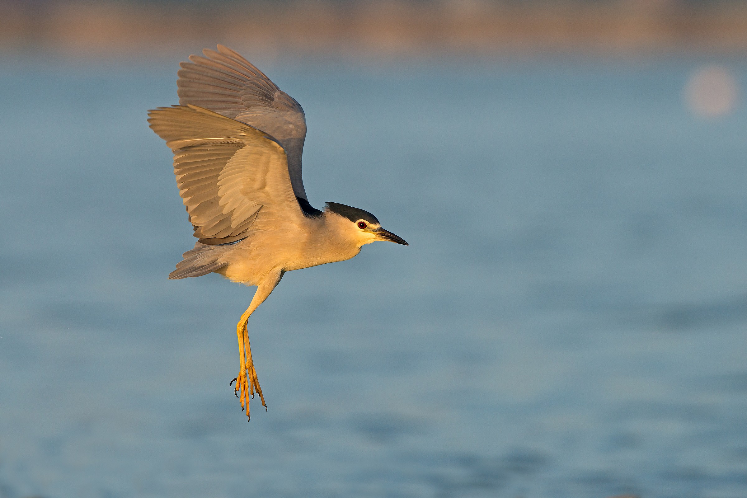 nitticora in atterraggio