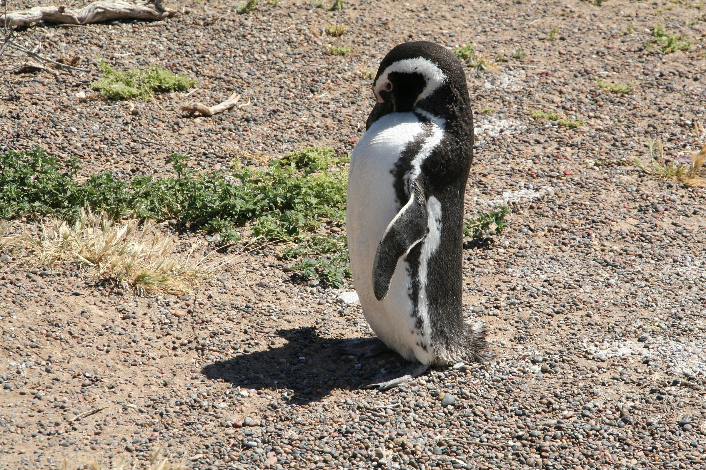 punta tombo pinguini
