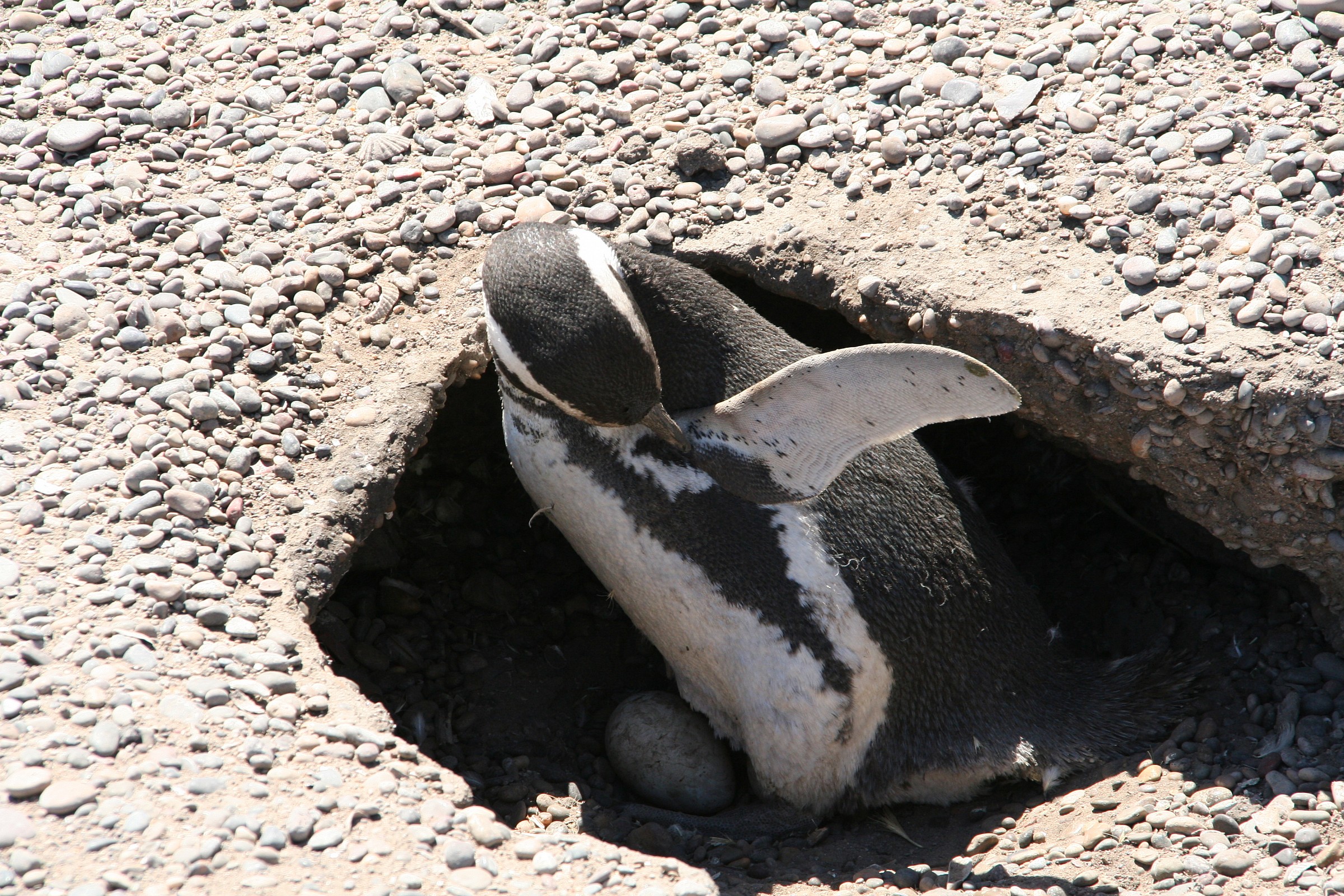 punta tombo pinguini