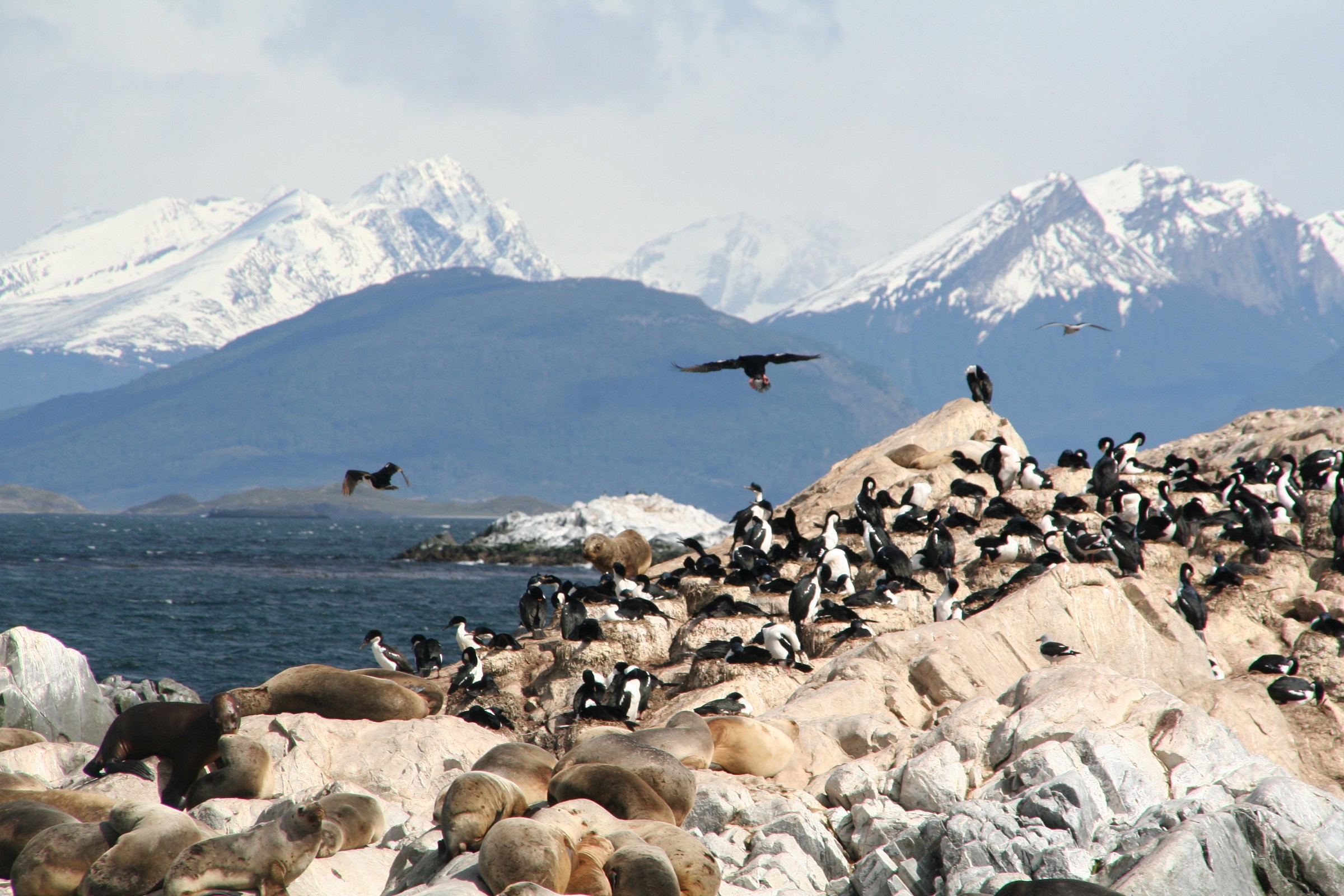 Ushuaia canale di beagle