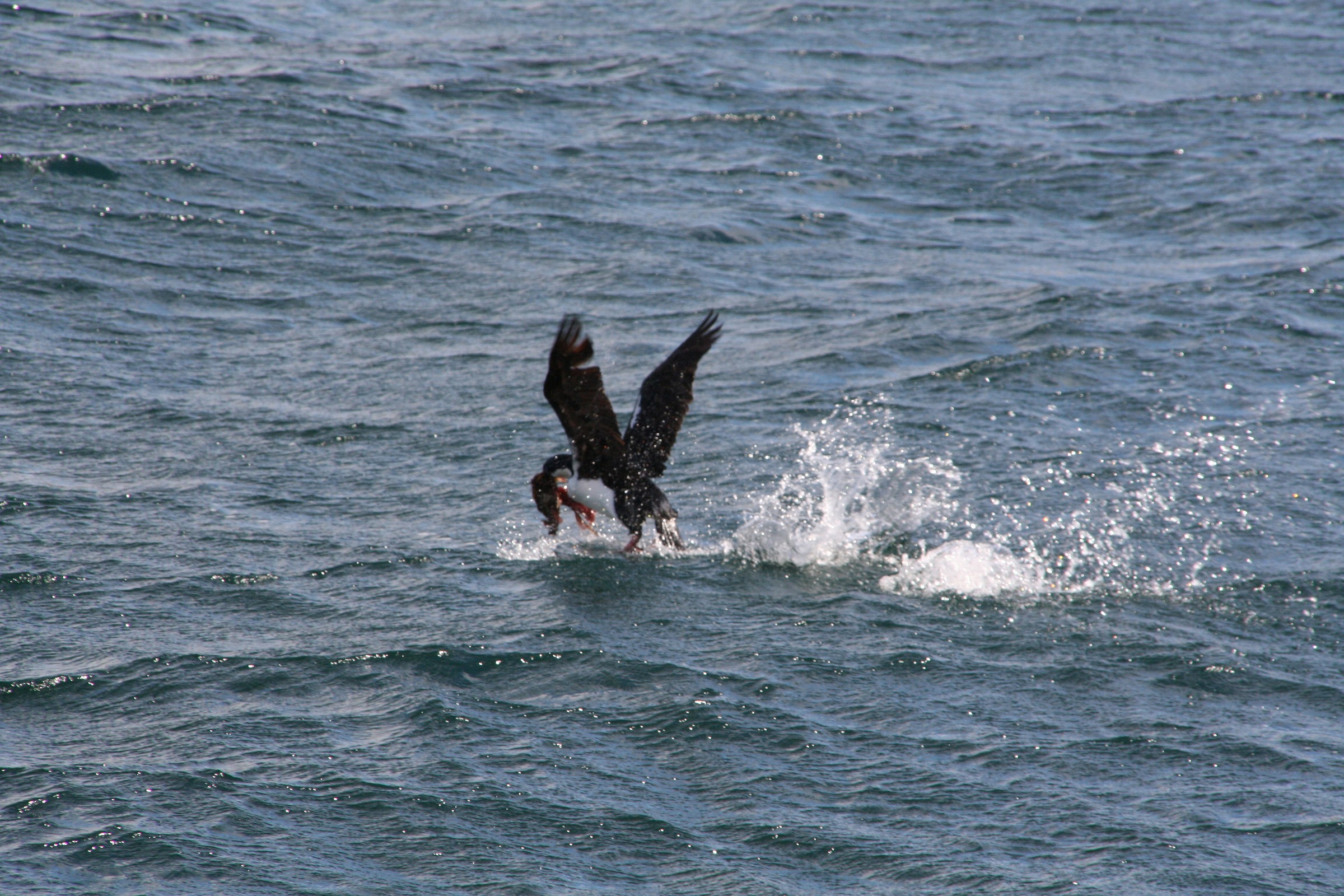 Ushuaia canale di beagle