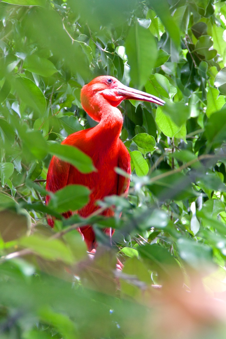 ibis scarlatto dell'amazzonia