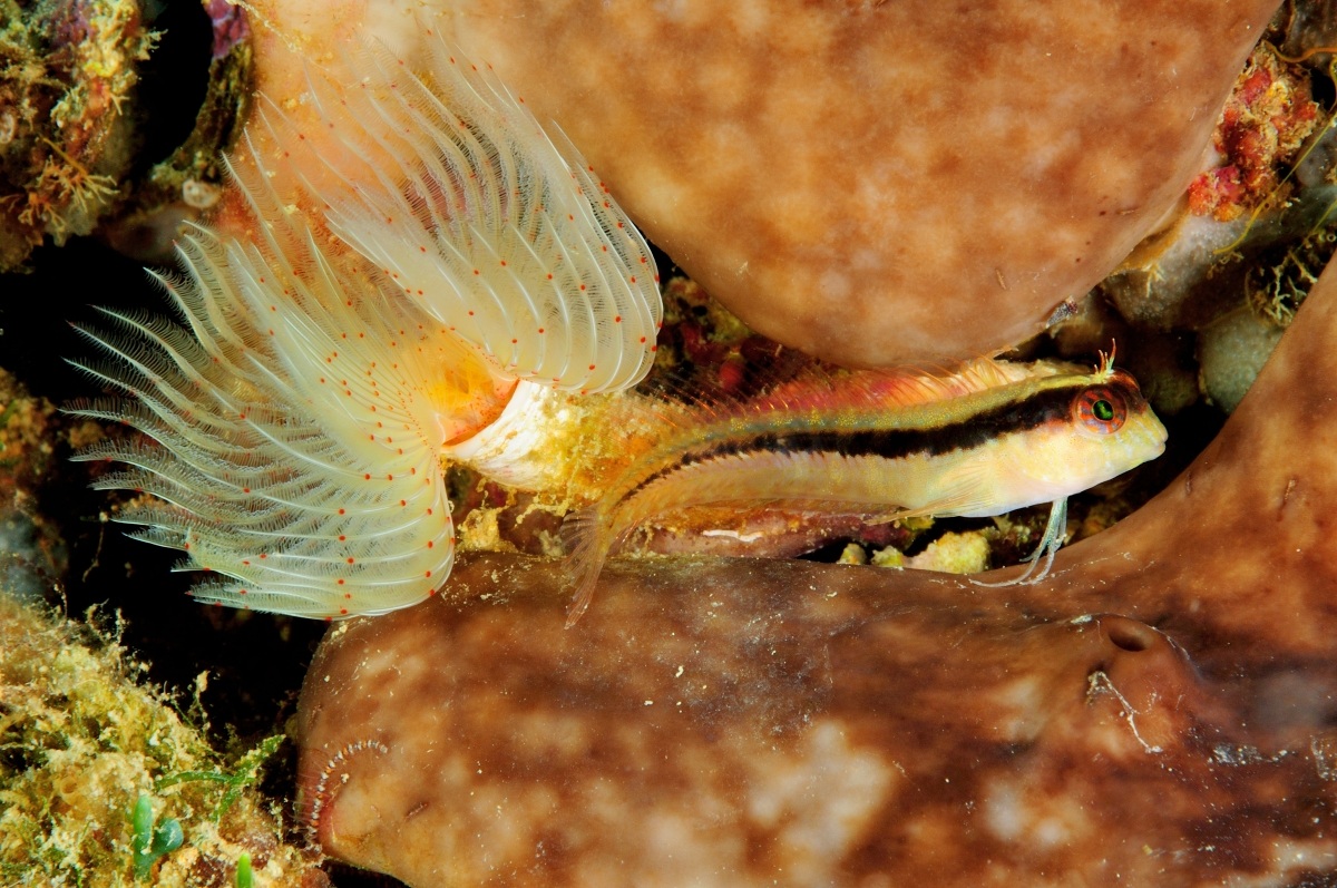 Protula slobbering and white