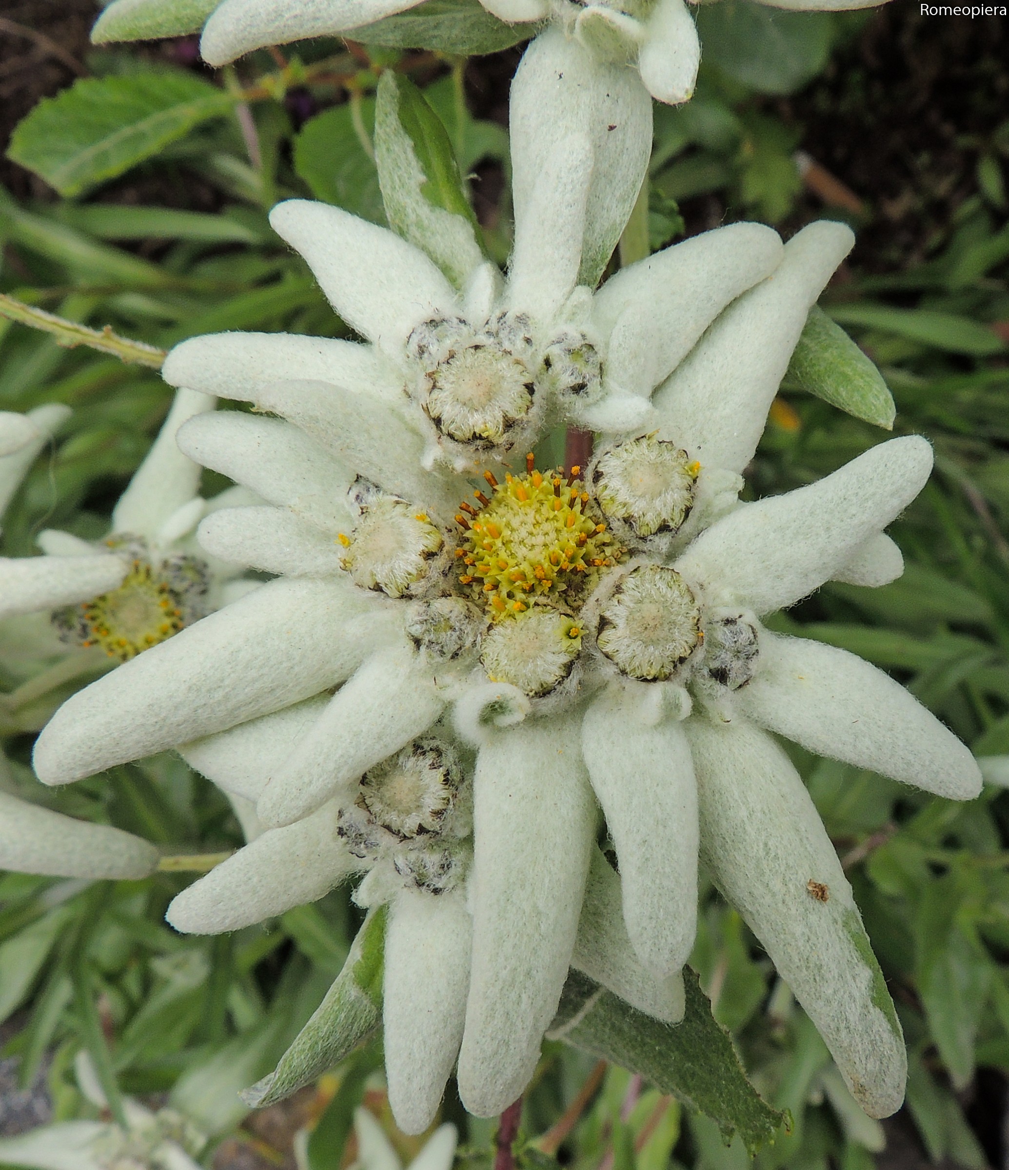edelweiss