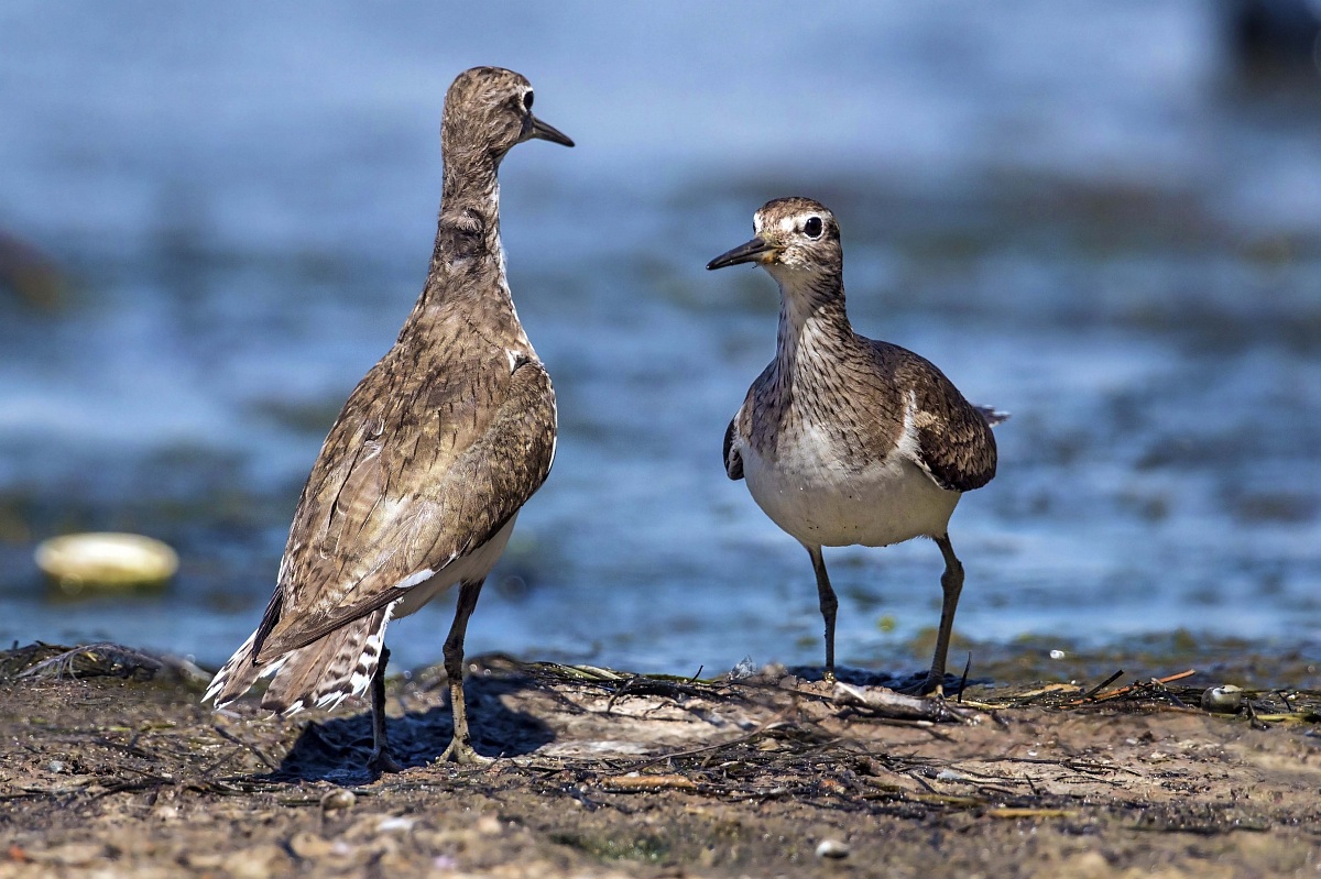 Abbottati 2 - Common Sandpiper