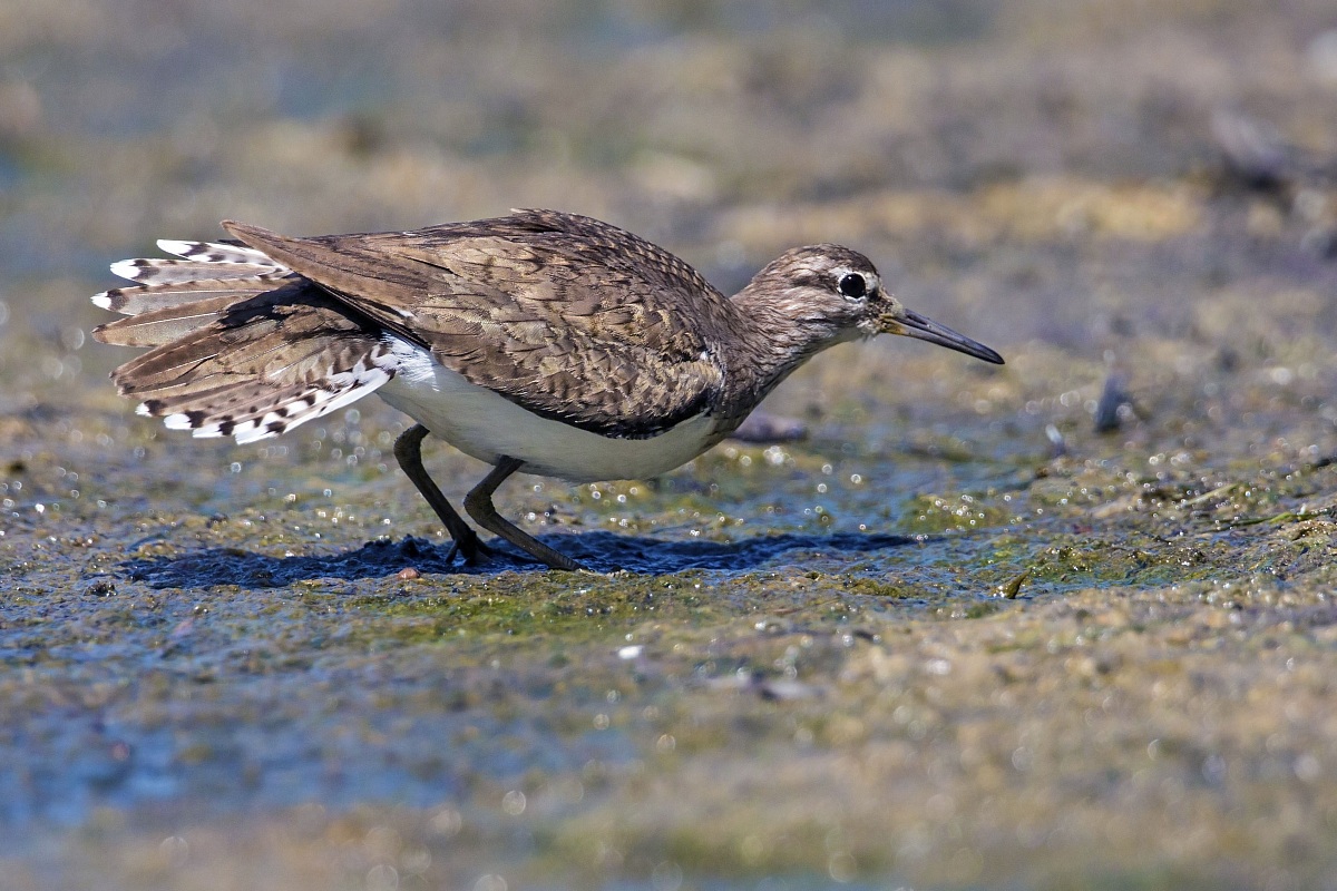 Common Sandpiper - submissive attitude