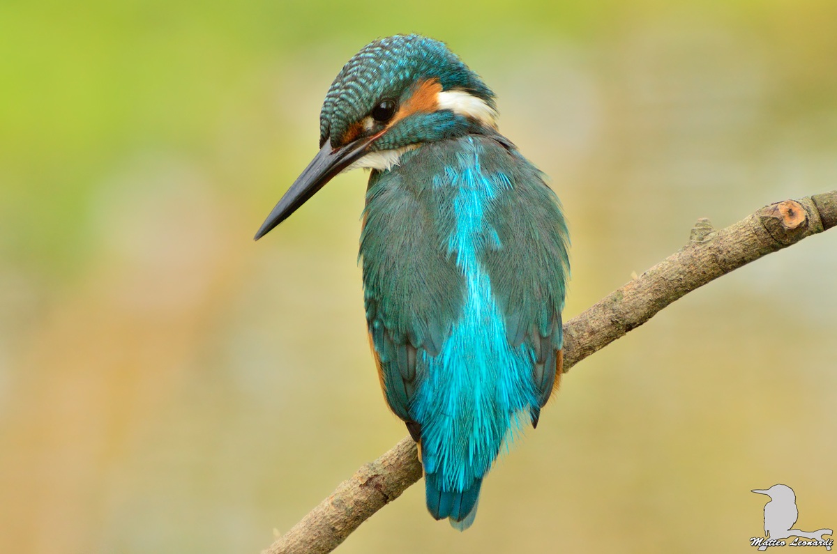 Martin Pescatore Maschio