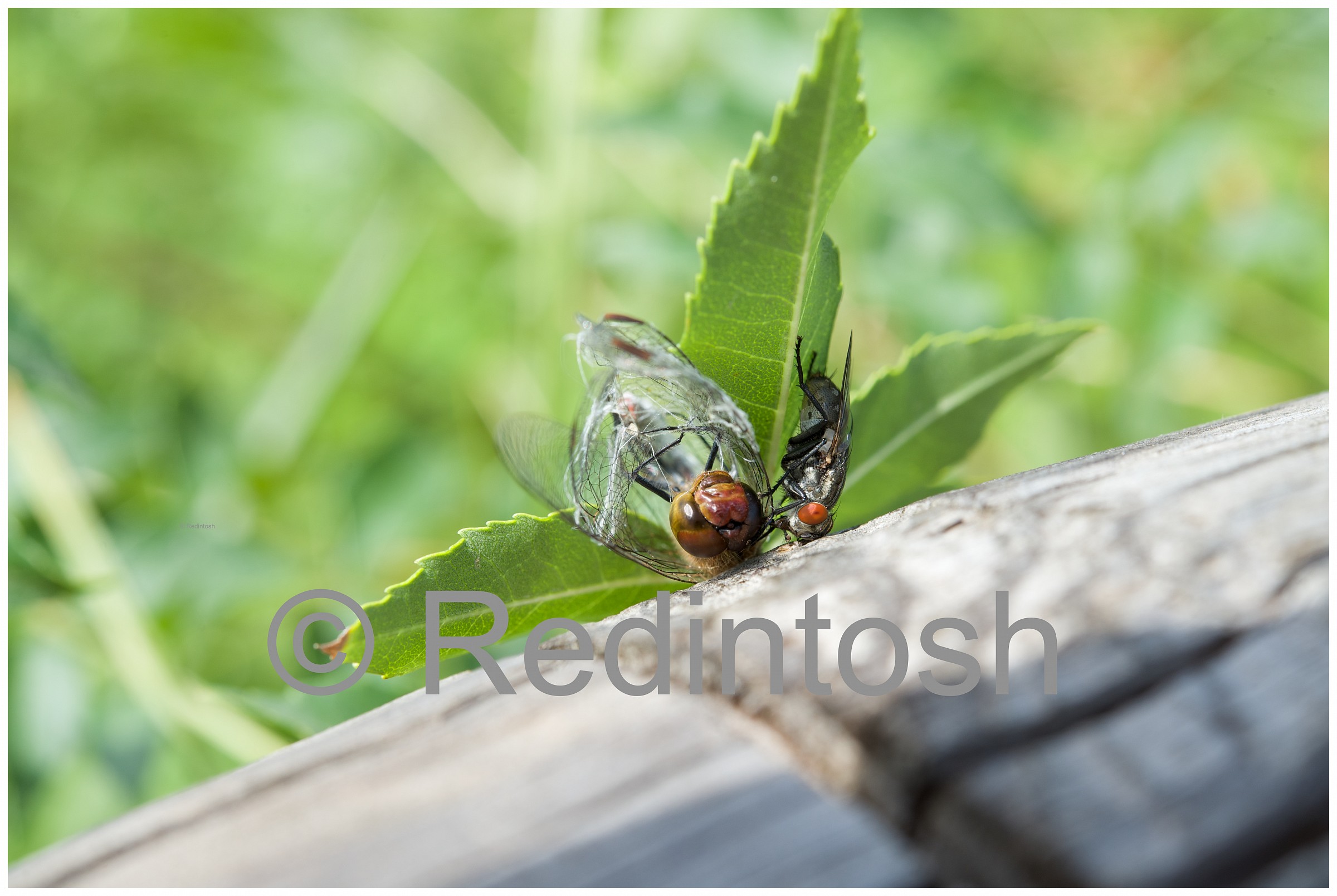 Fly succhiare il cervello di Odonata