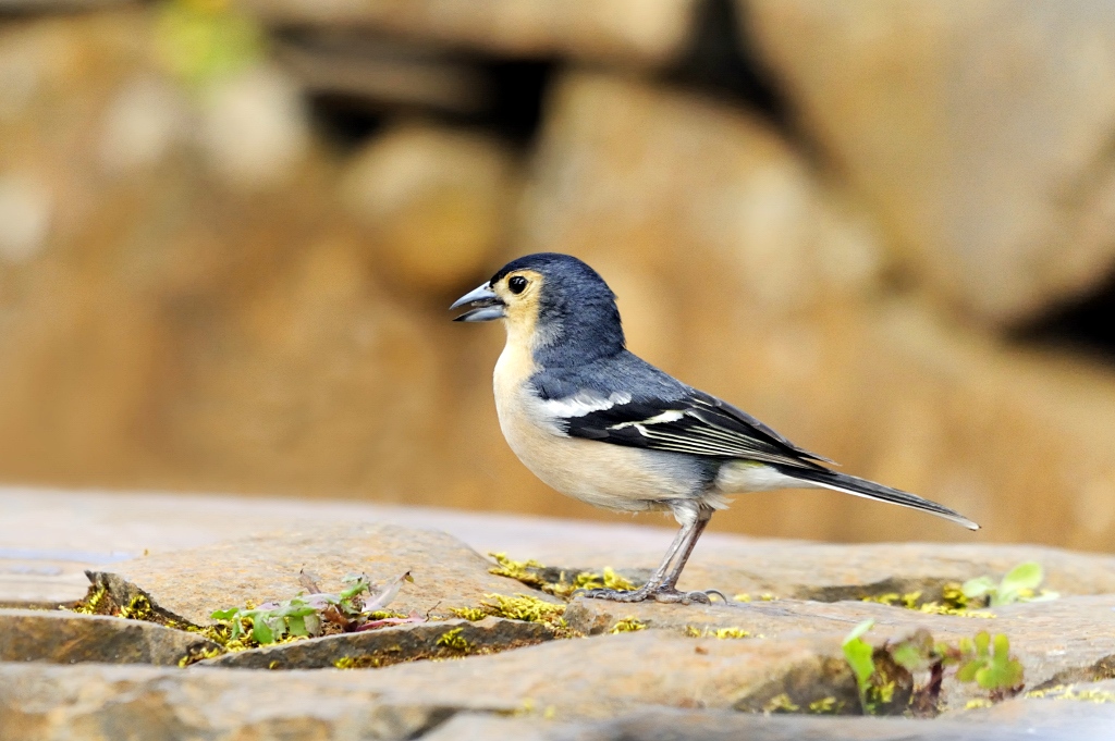 Pinzón vulgar (Fringilla coelebs)
