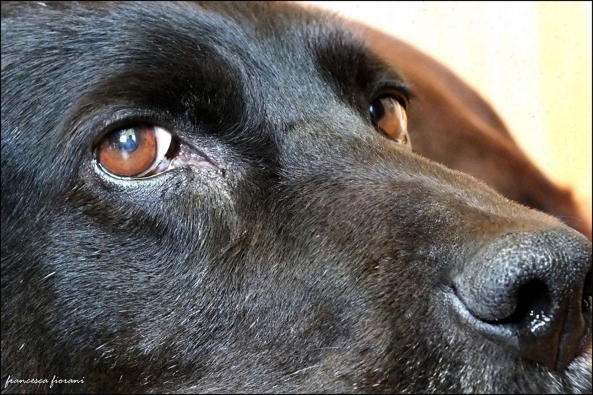 Sguardi: il mio dolcissimo Romi