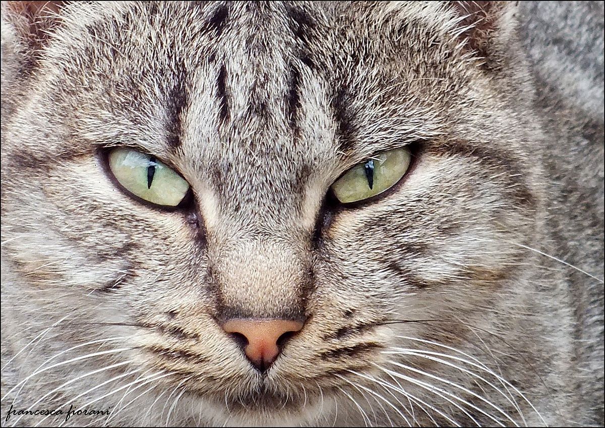 Sguardi: il Grigione