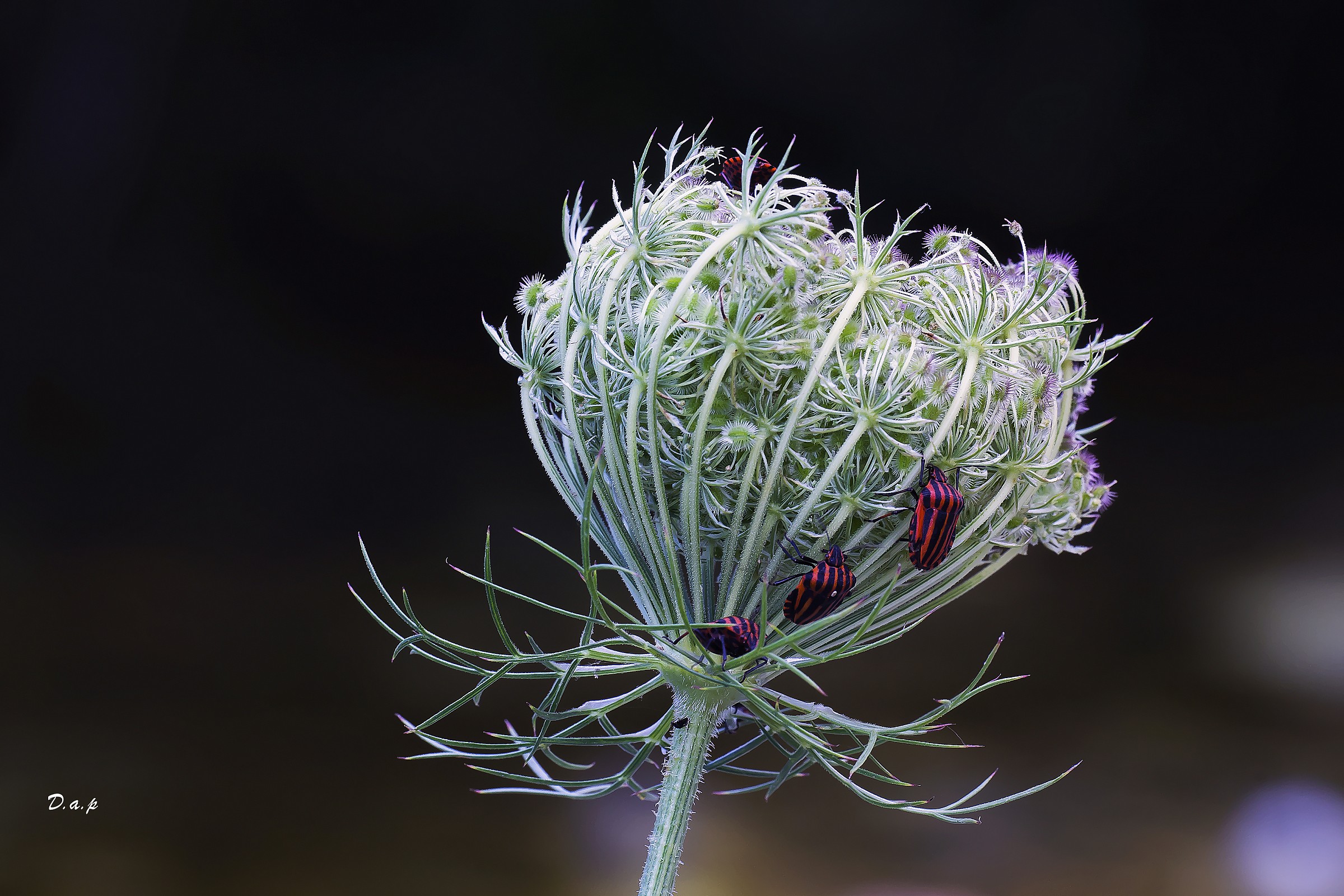 Assault on the flower