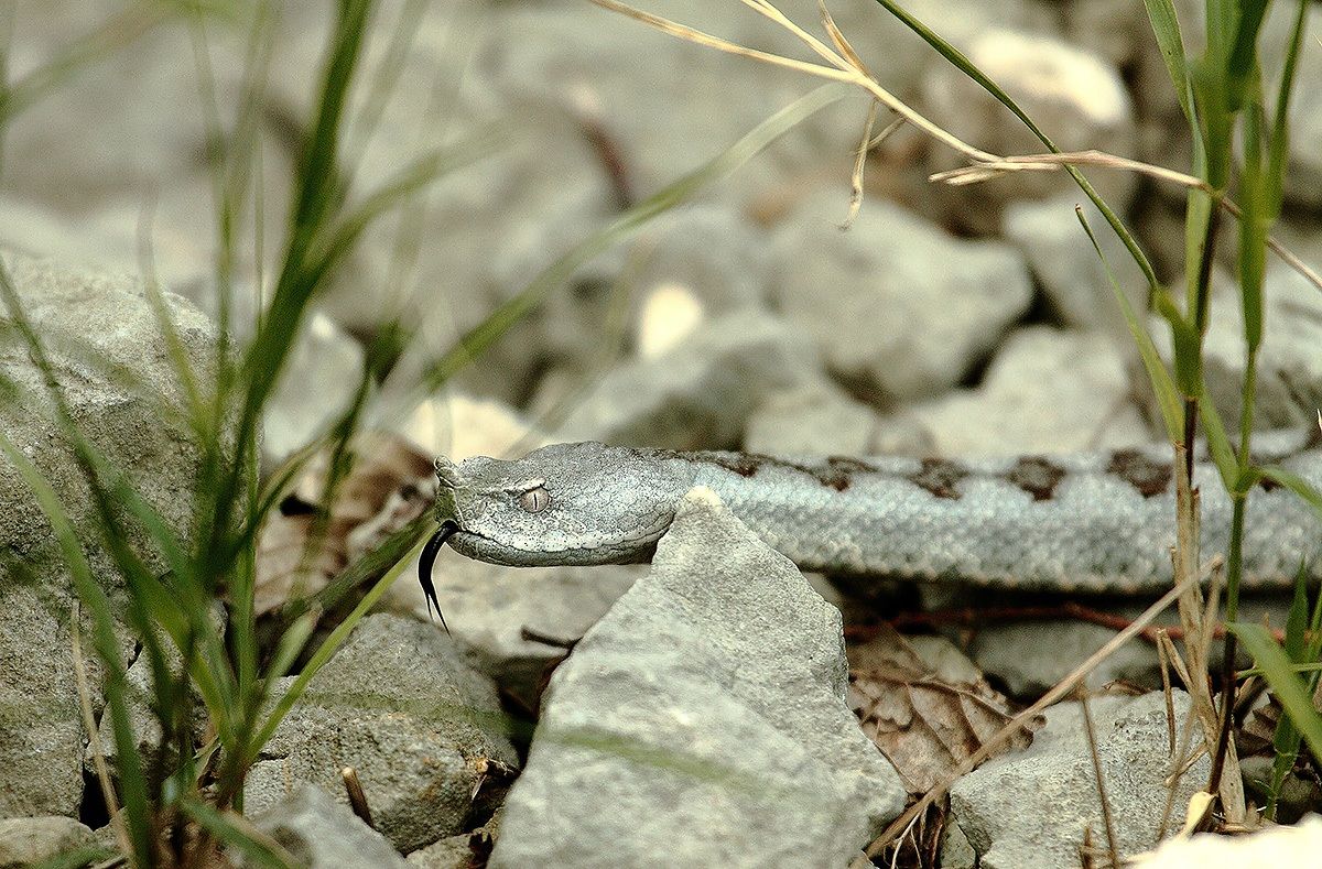 vipera cornuta